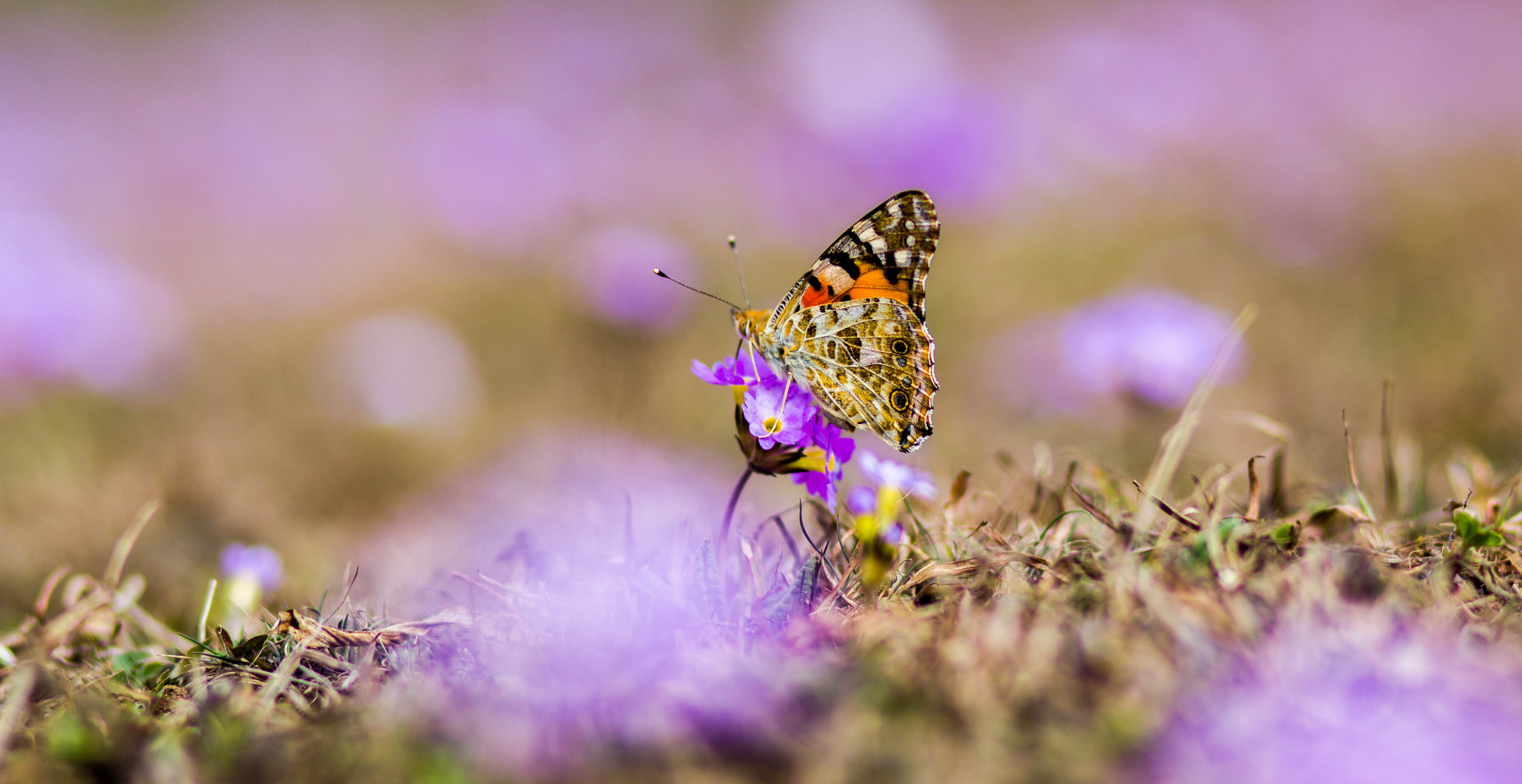 Butterfly flowers