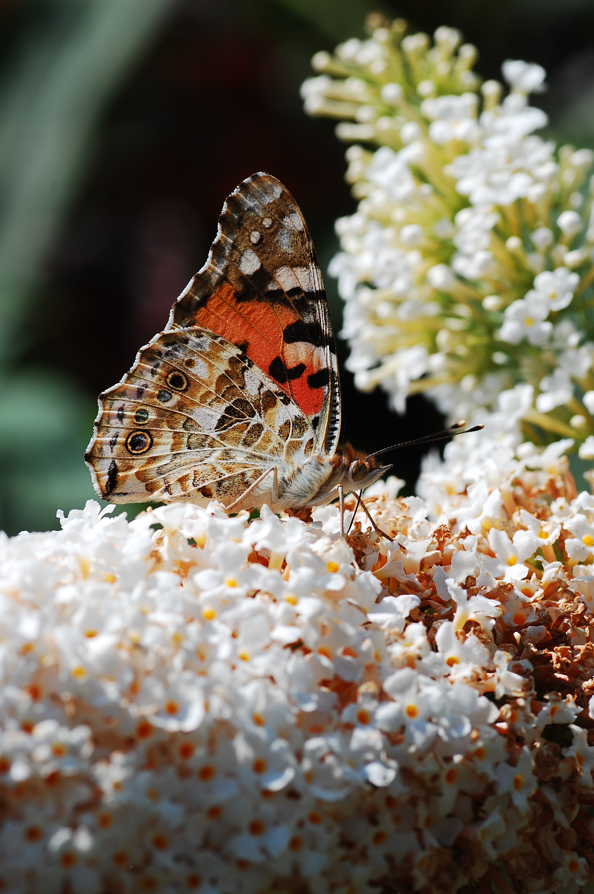 Butterfly garden