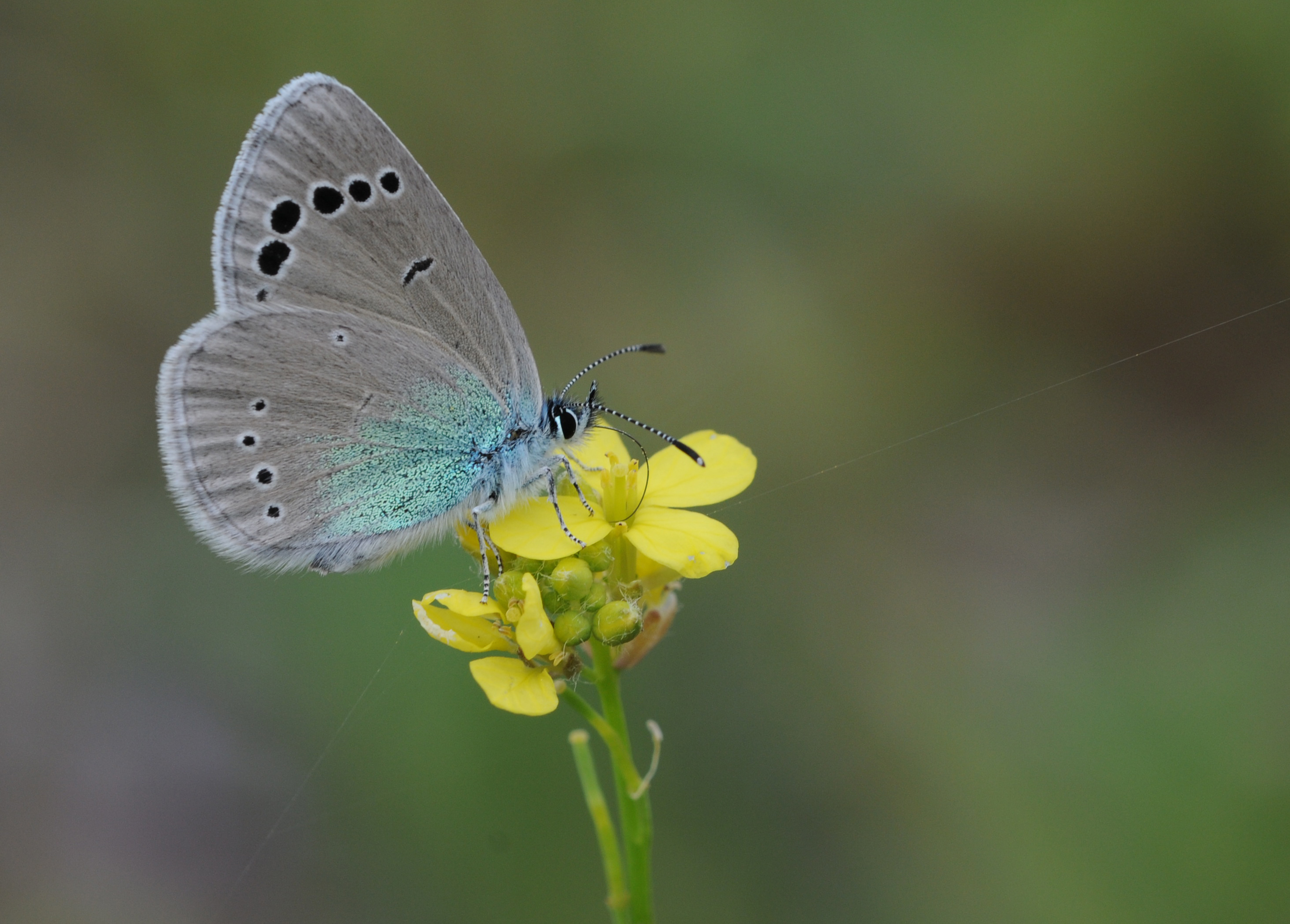 Butterfly Green-underside Blue - Glaucopsyche alexis 1