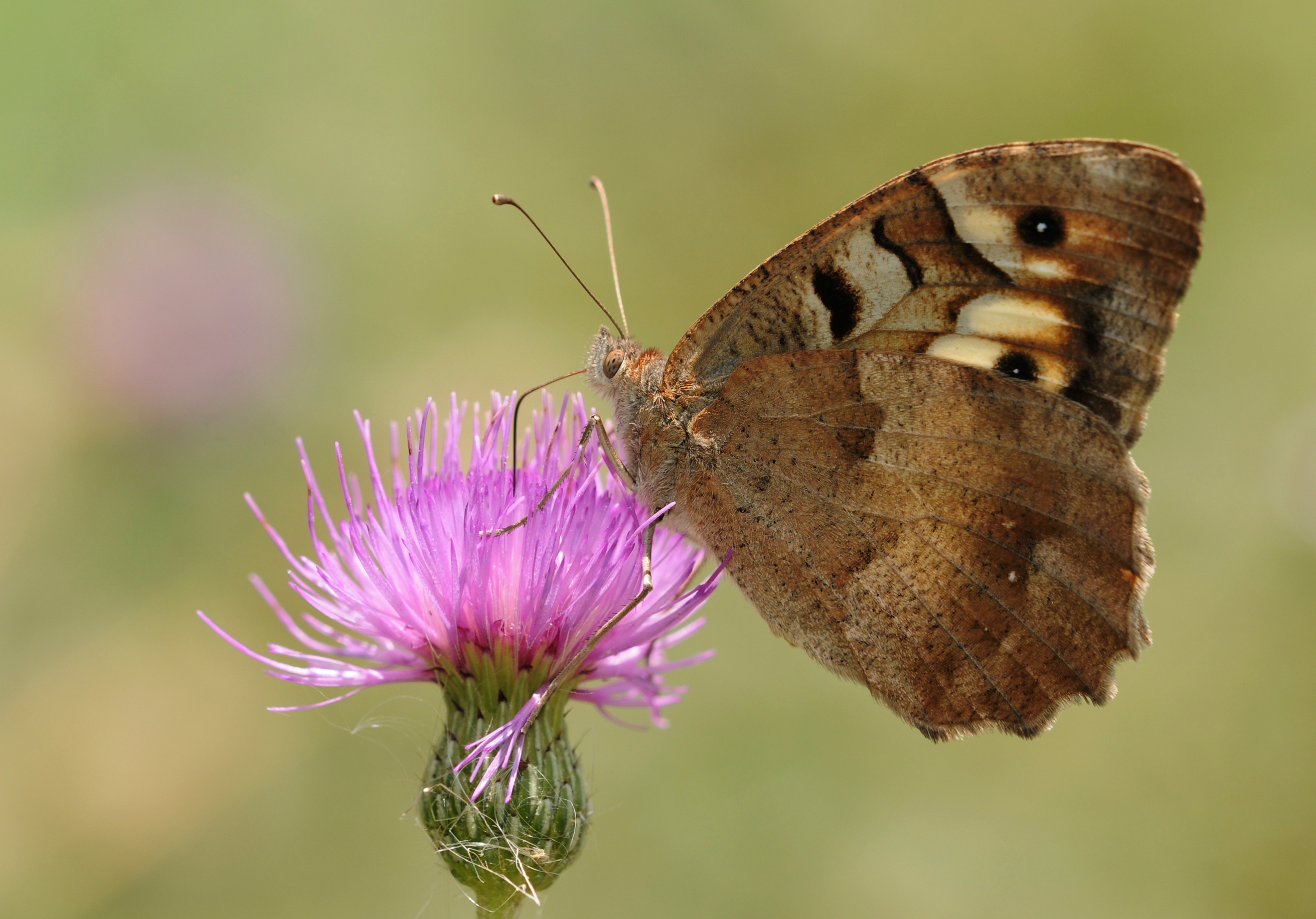 Butterfly Hermit - Chazara briseis