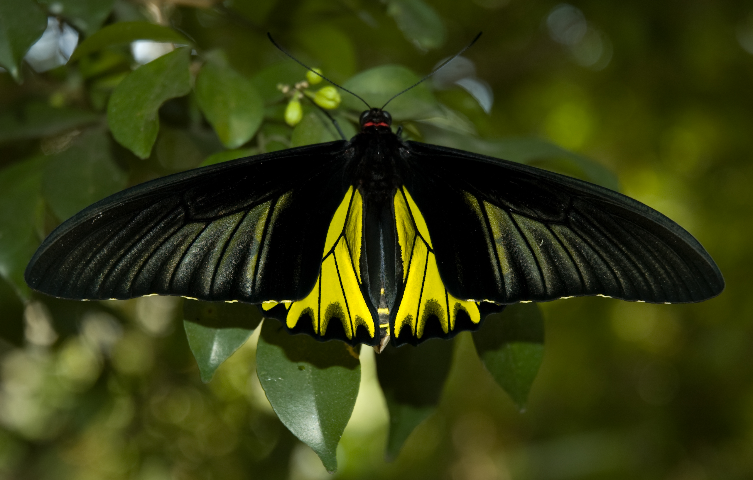 Butterfly Male Golden Birdwing