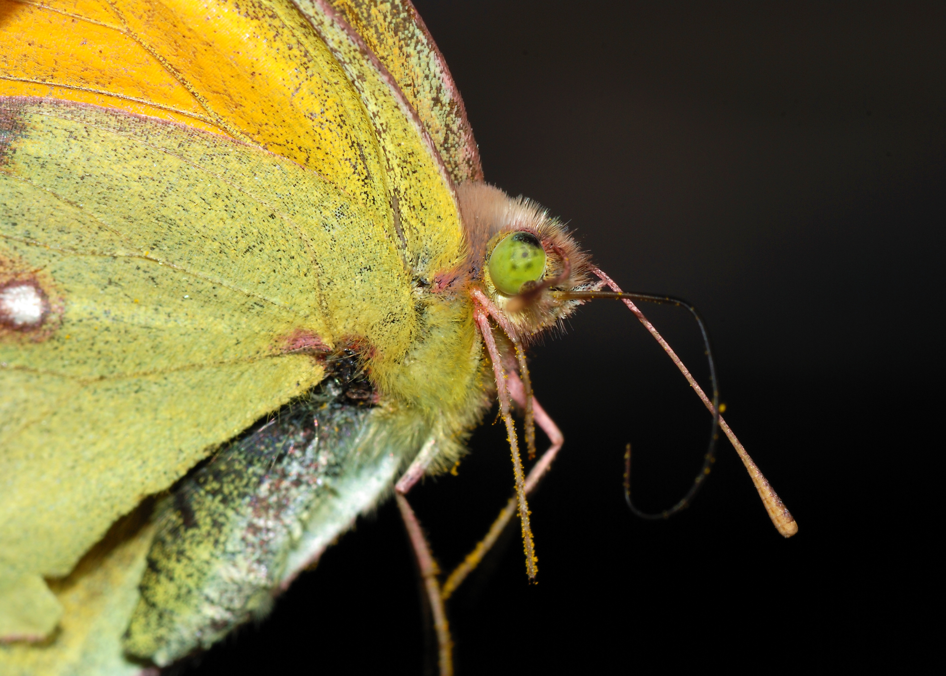 Butterfly November 2007-3