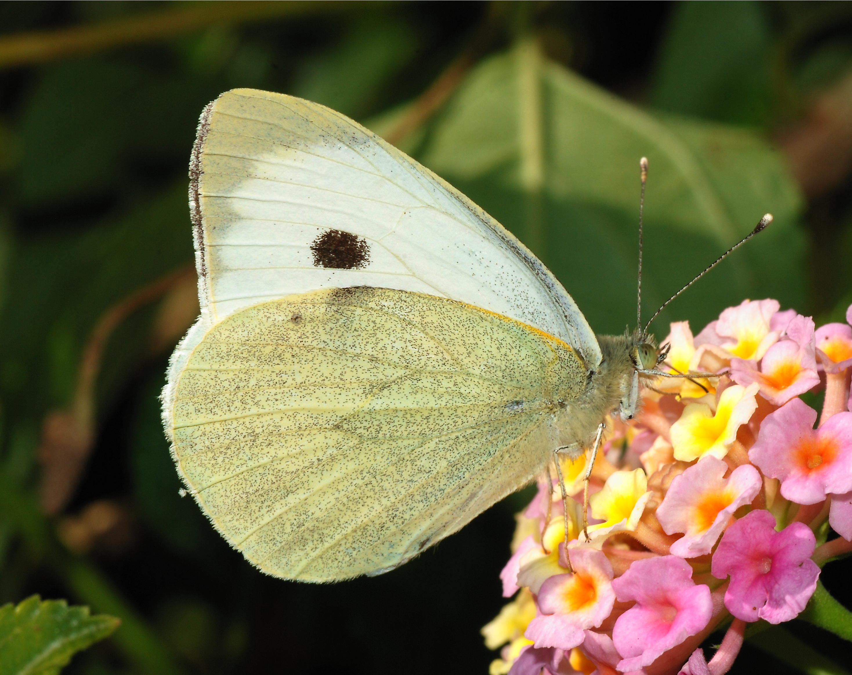 Butterfly November 2007-5