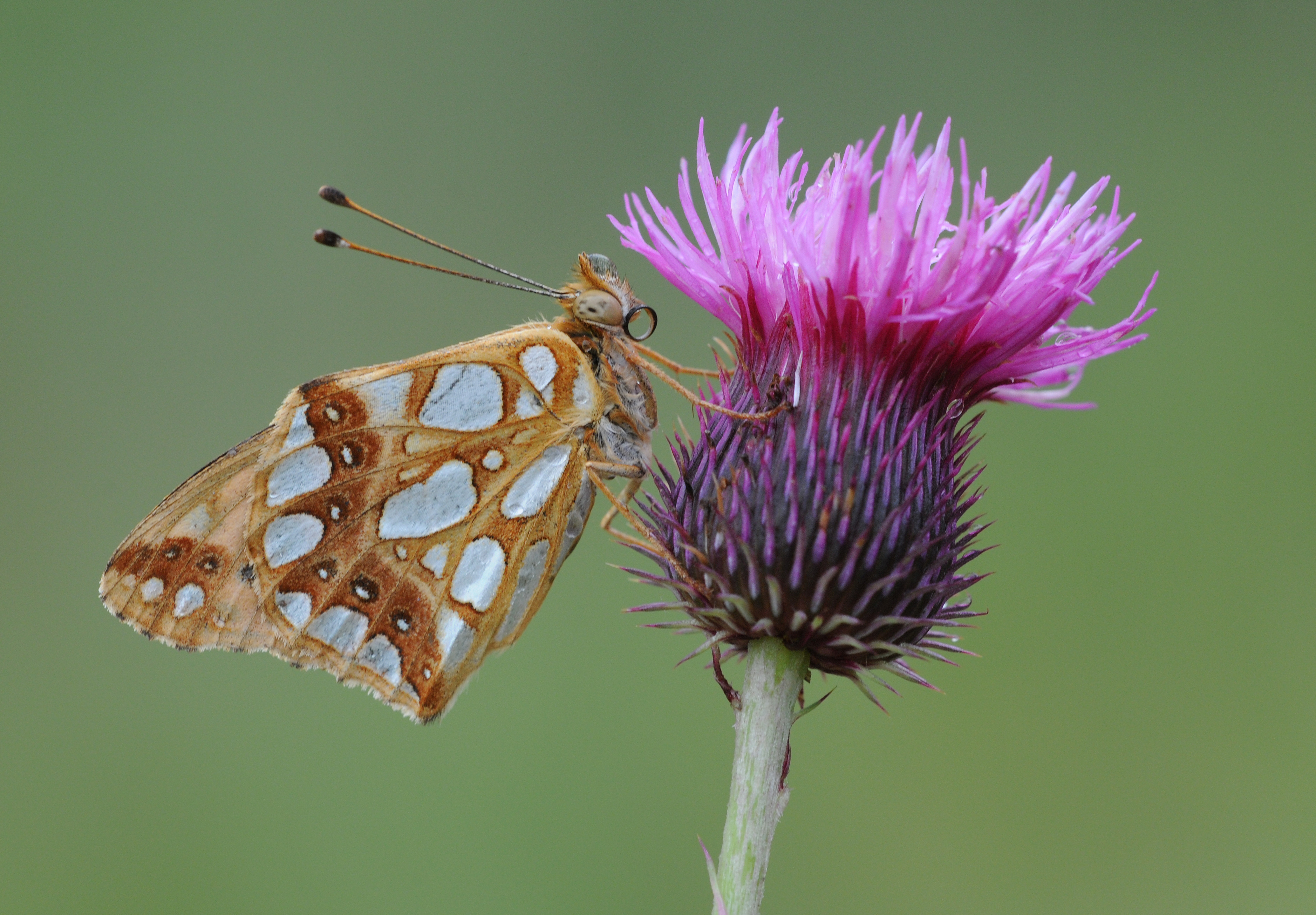 Butterfly Queen of Spain Fritillary - Issoria lathonia
