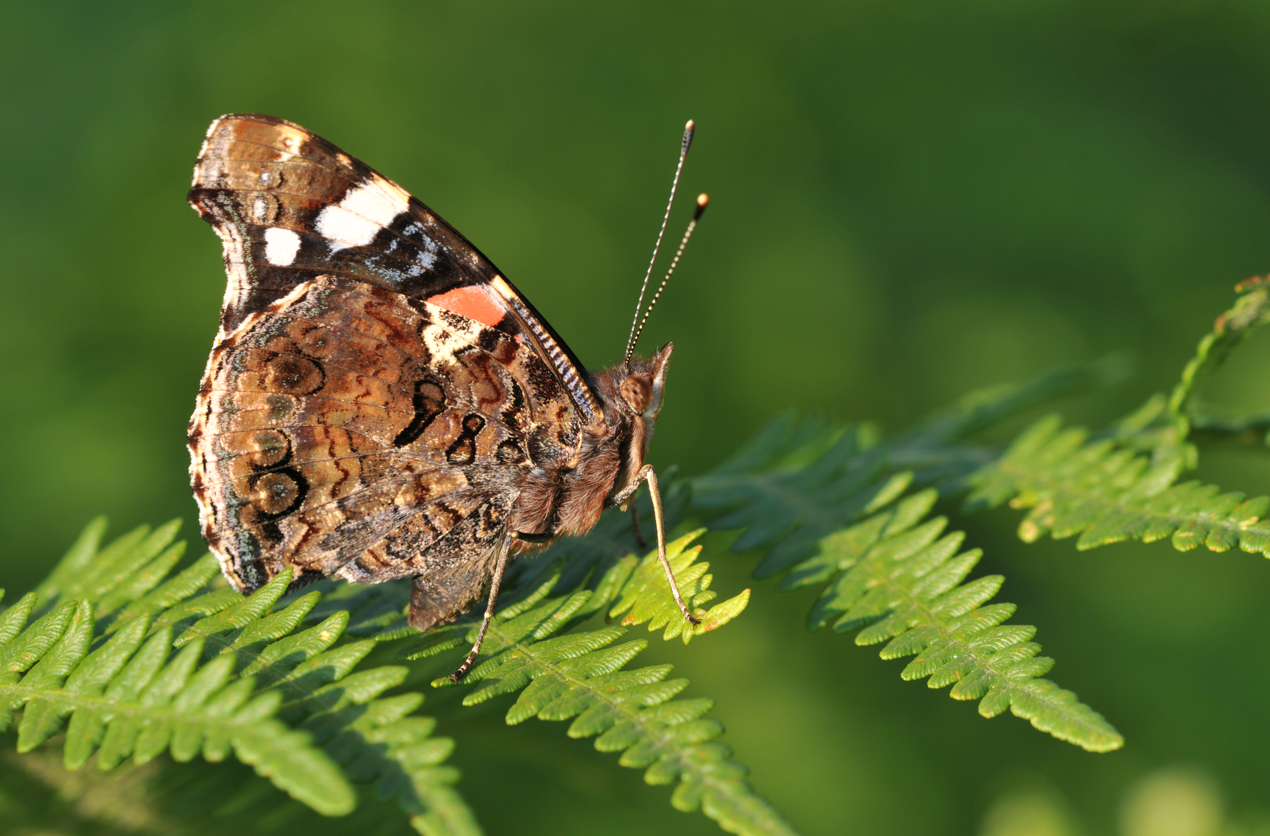 Butterfly Red Admiral - Vanessa atalanta 01