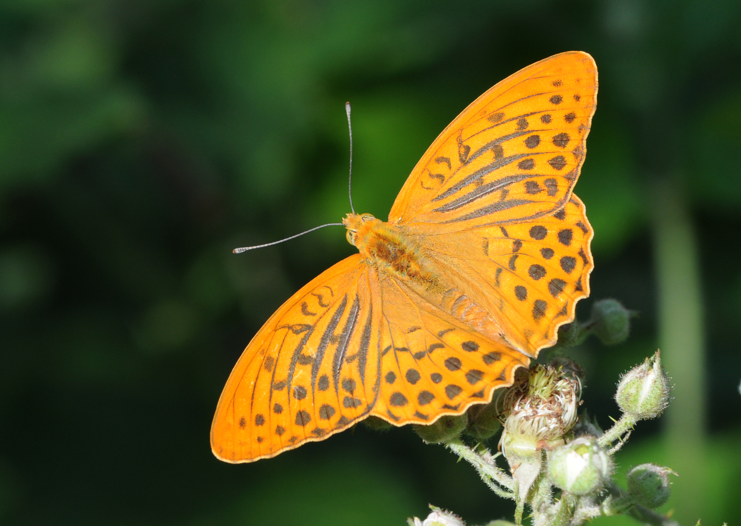 Butterfly Silver-washed Fritillary - Argynnis paphia