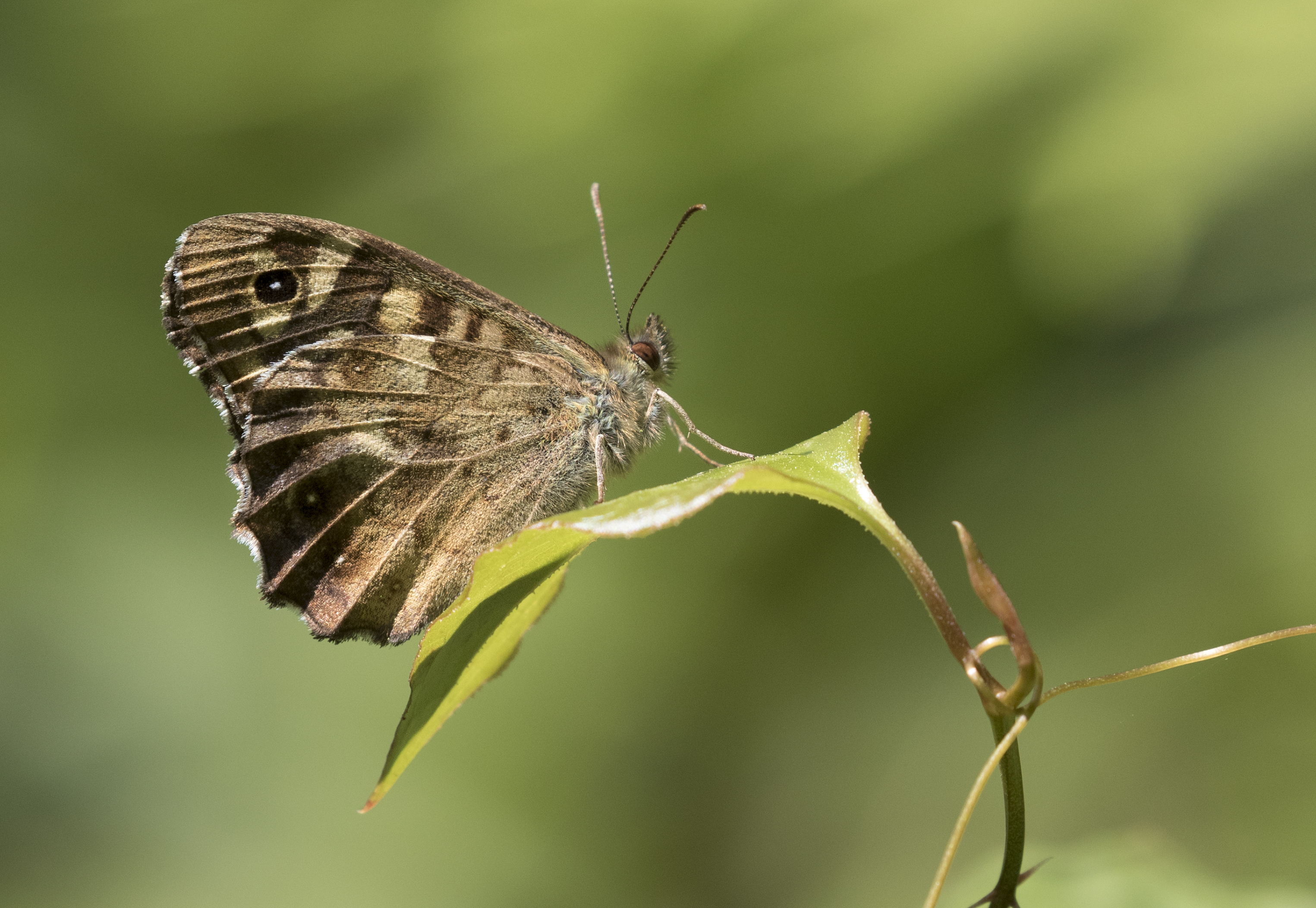 Butterfly Speckled Wood - Pararge aegeria 01