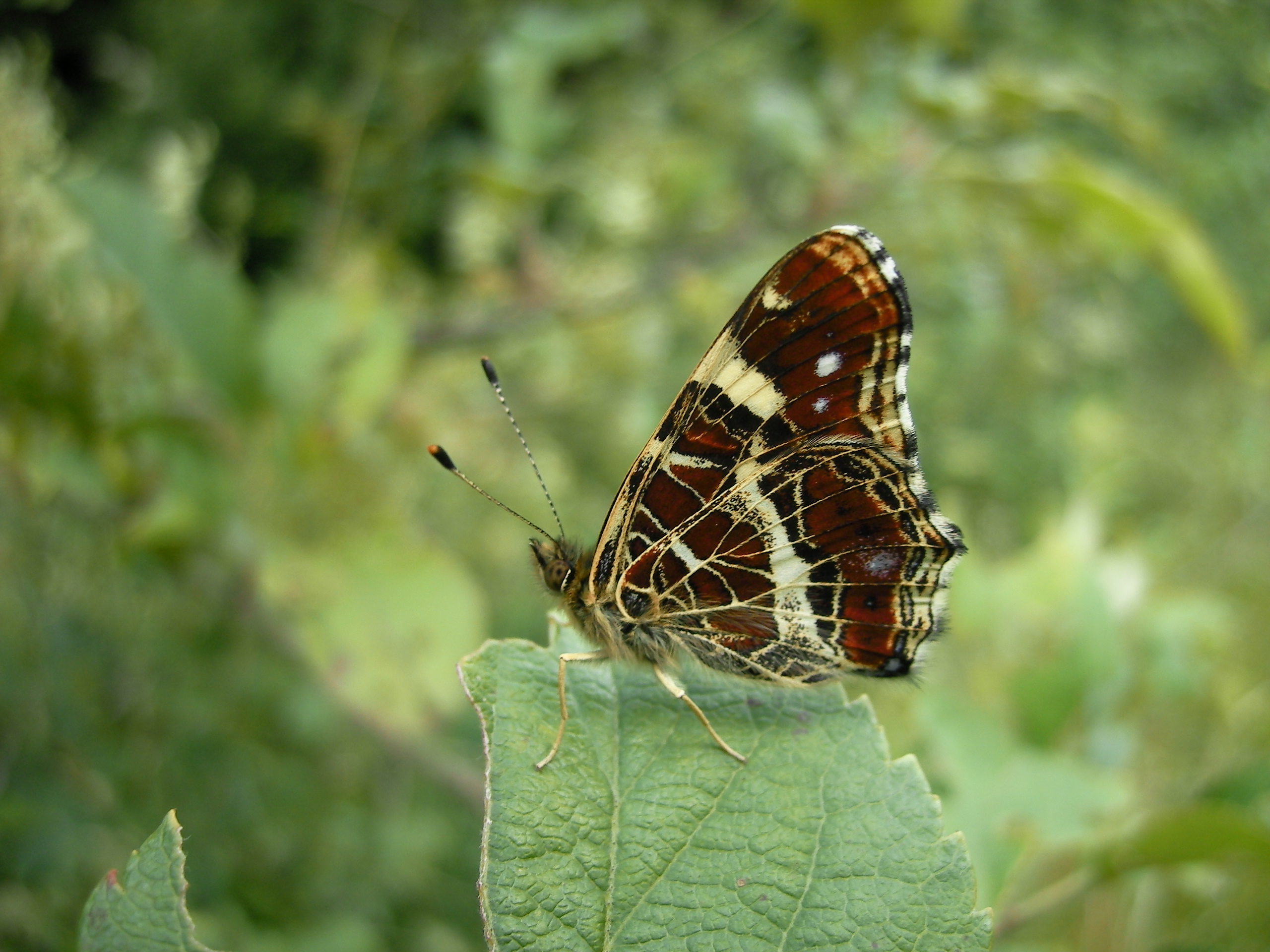 Butterlfy545
