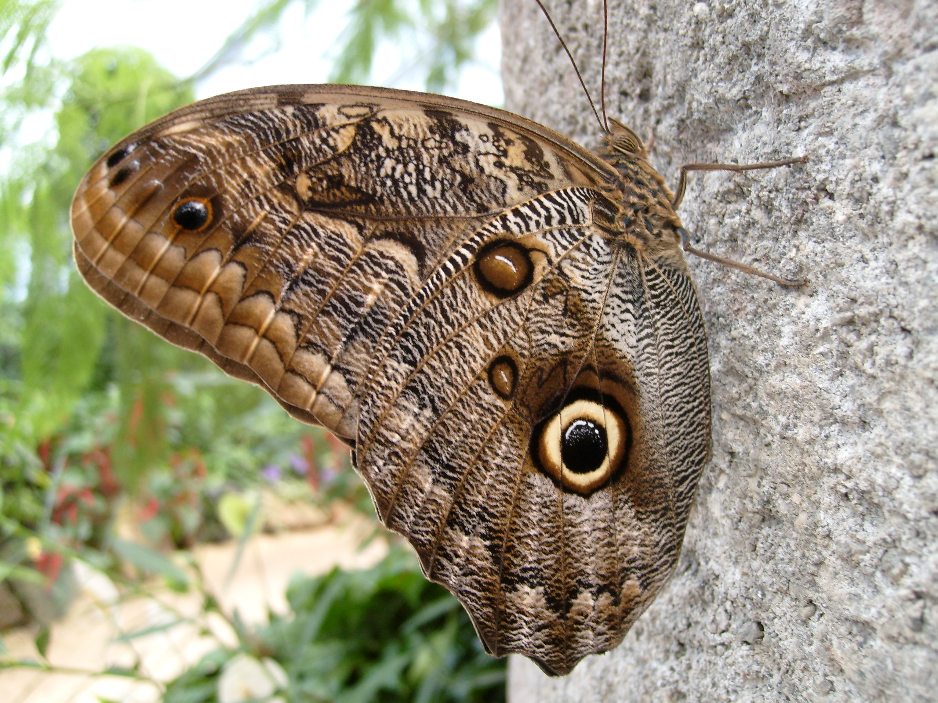 Caligo-1