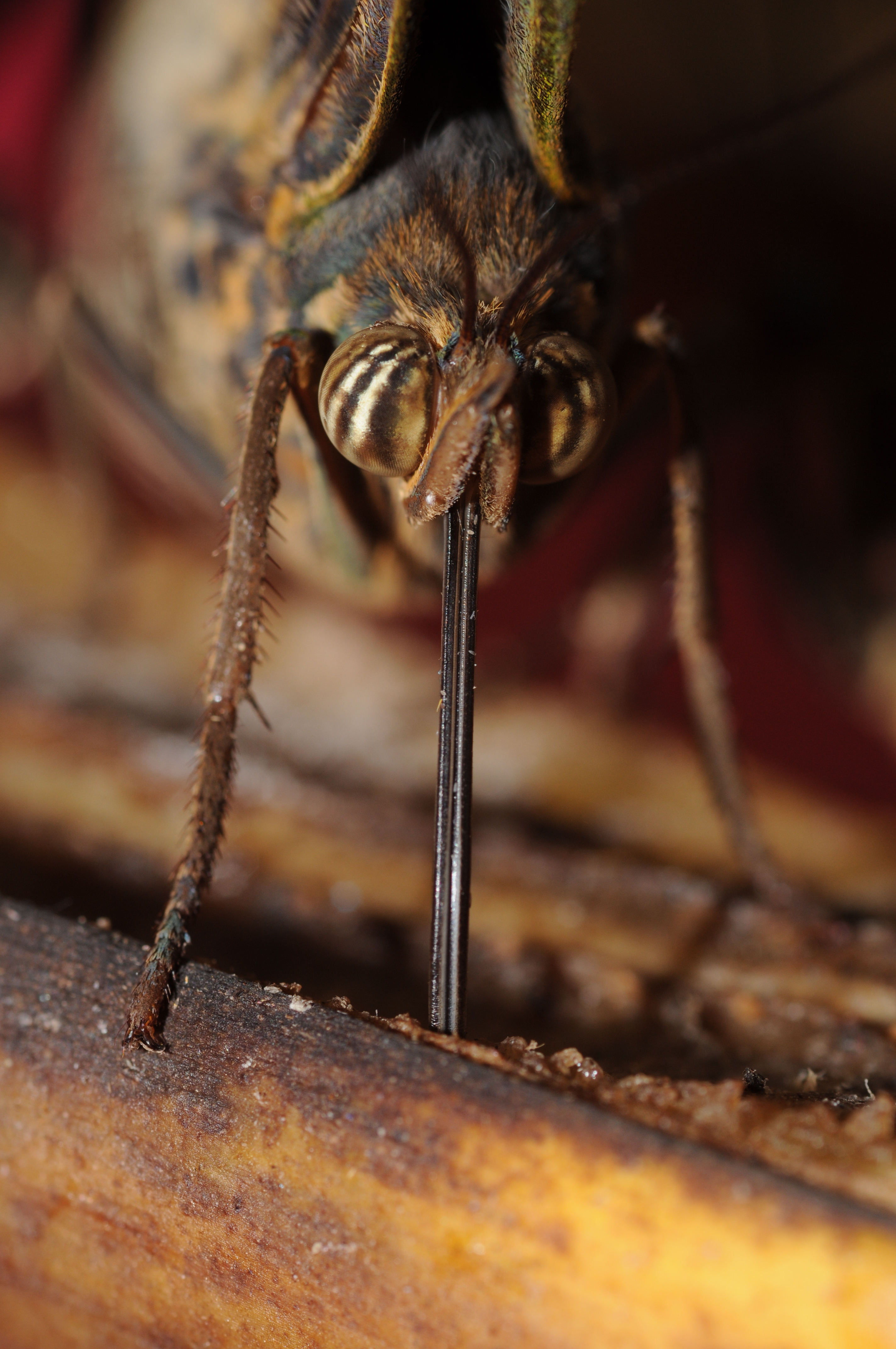 Caligo 1