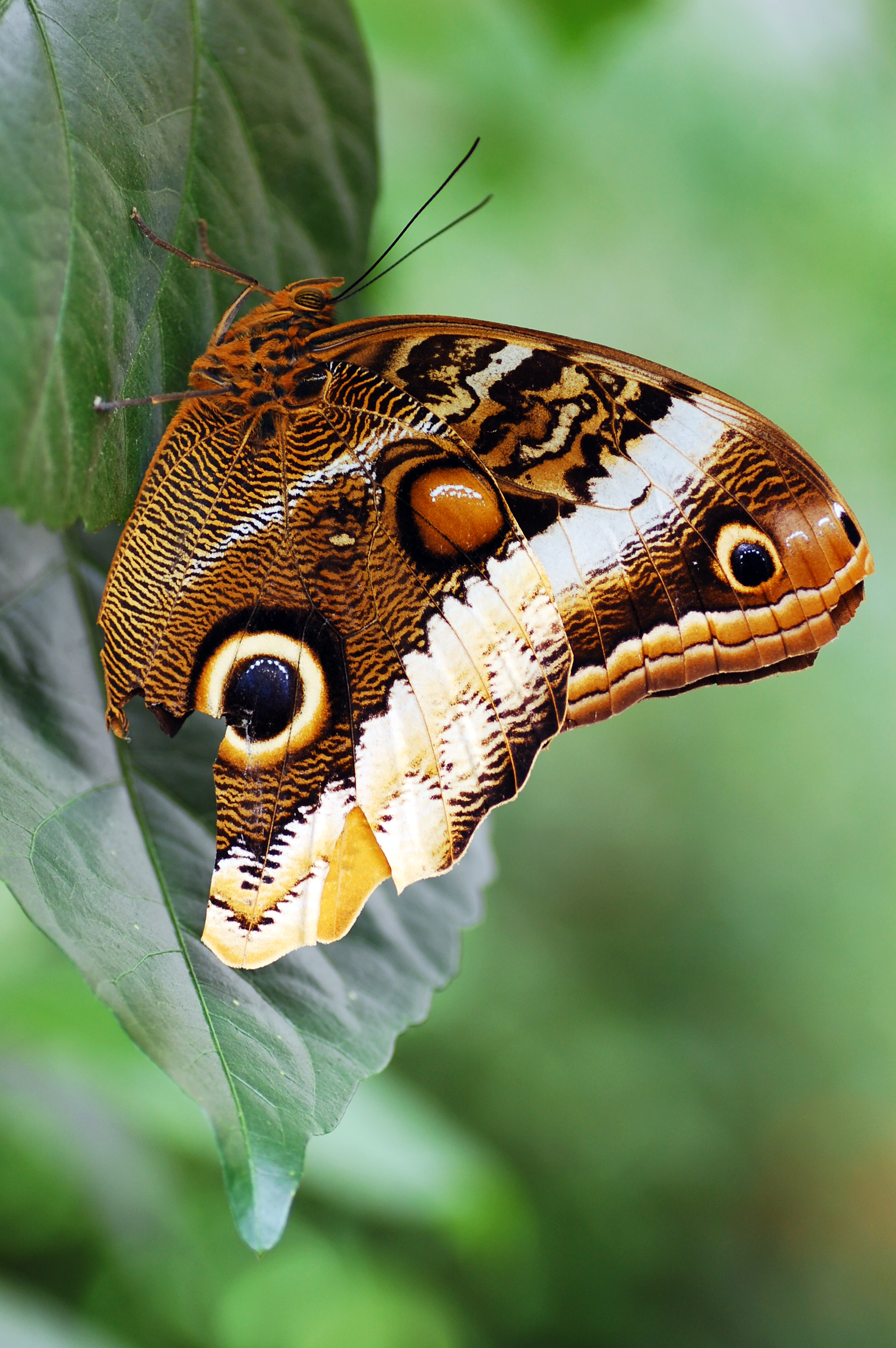 Caligo eurilochus 2