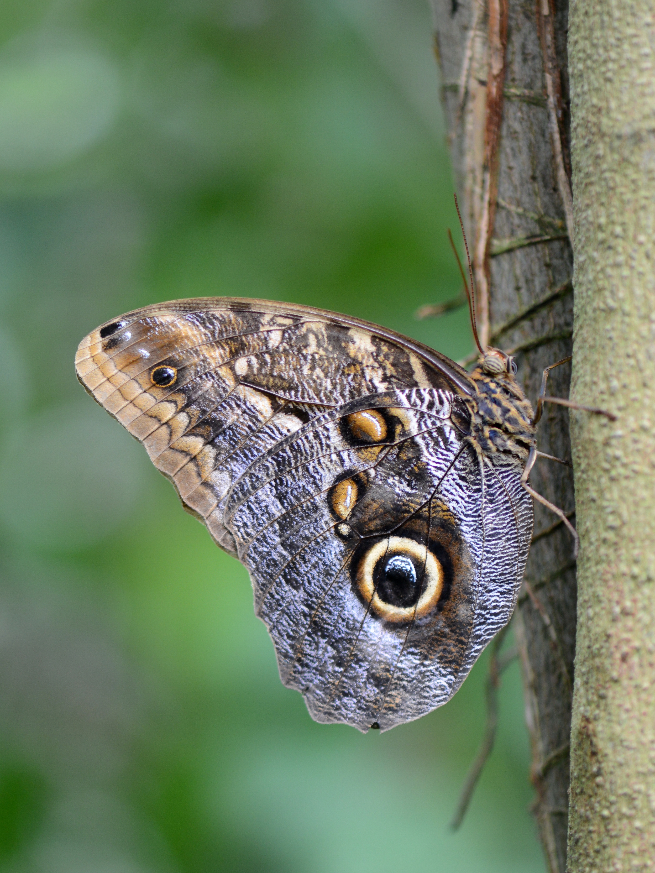 Caligo eurilochus, Gewöhnlicher Bananenfalter