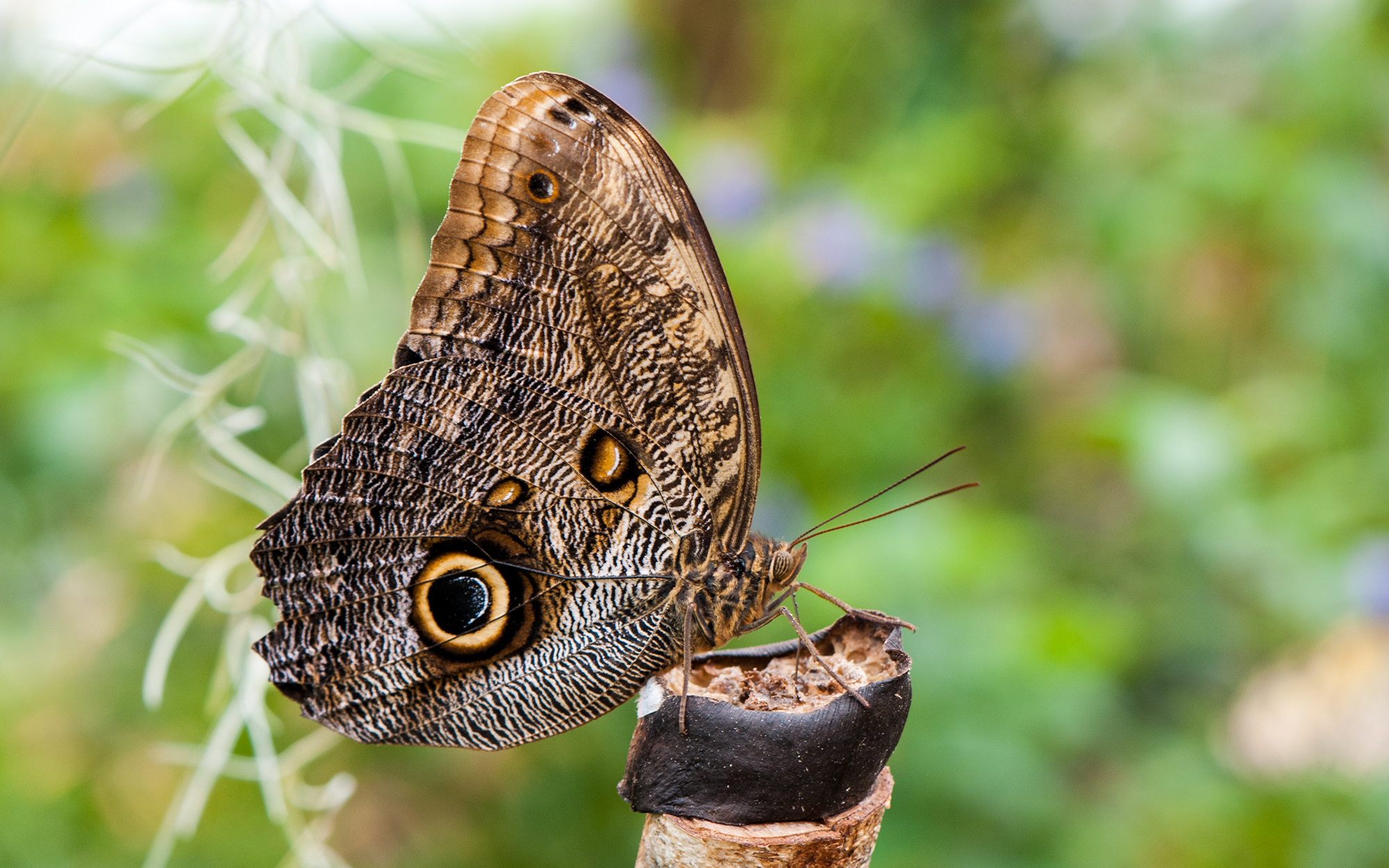Caligo eurilochus bananenfalter