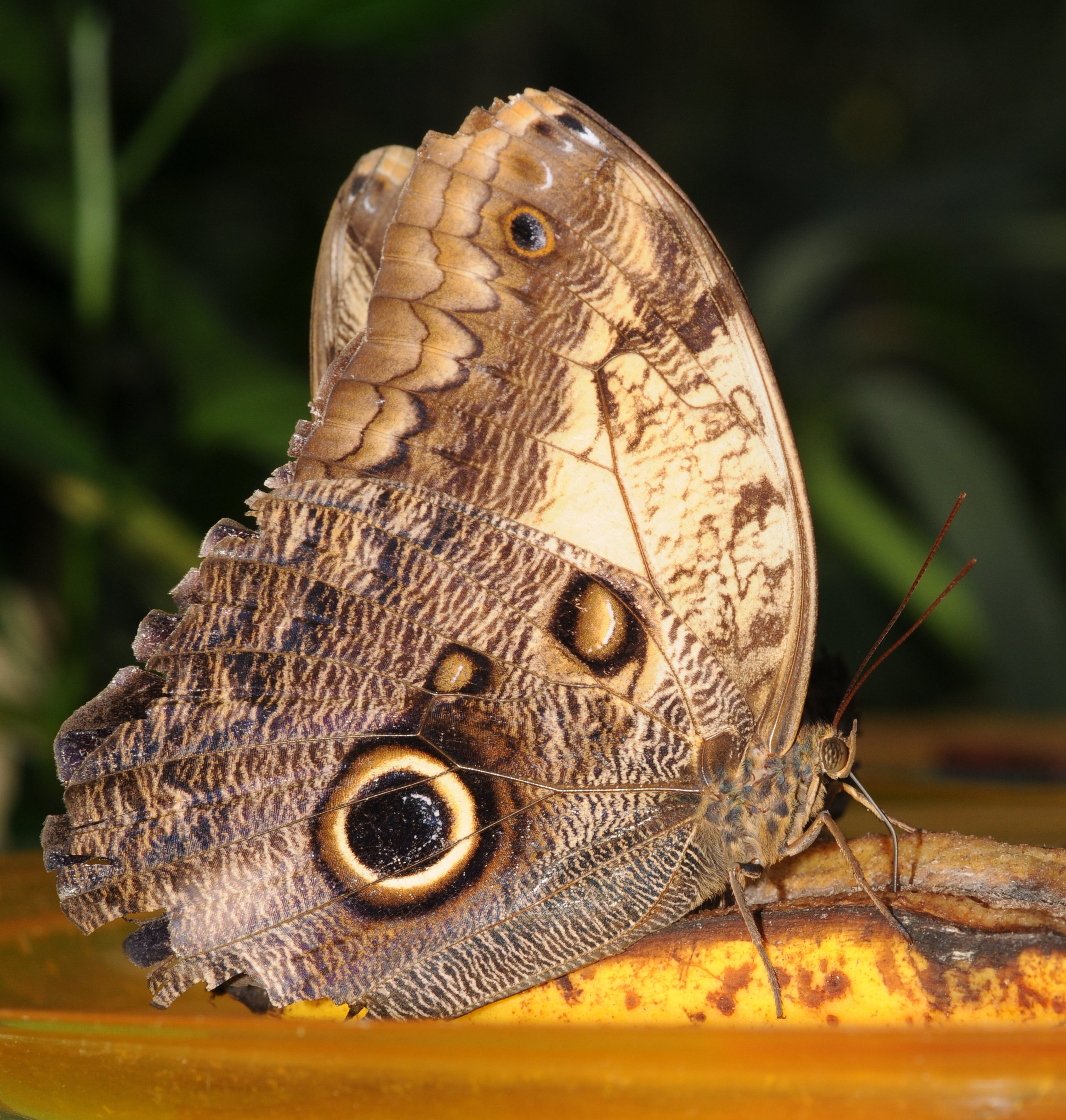 Caligo sp