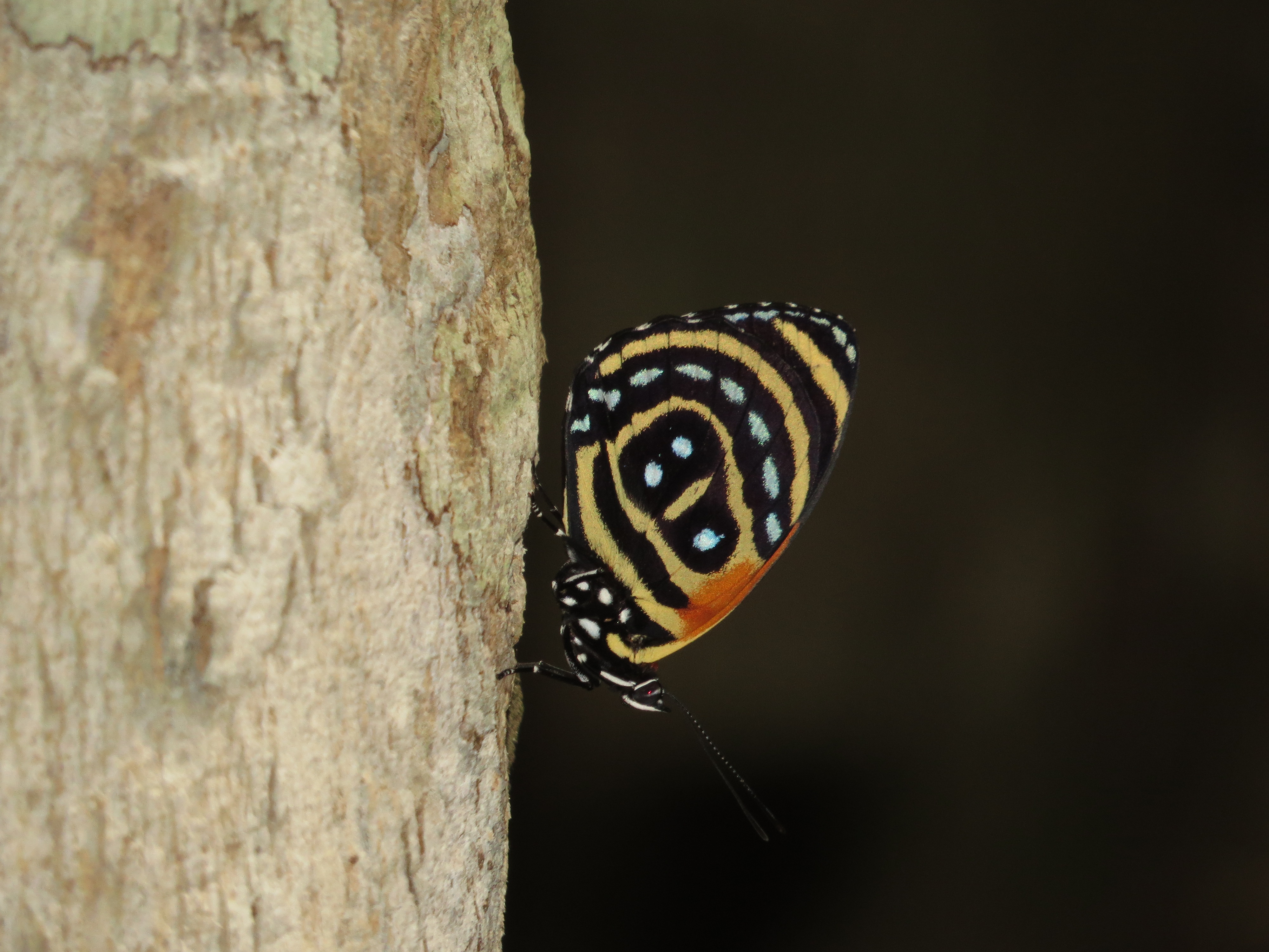 Callicore sp., Brazil (20907331436)
