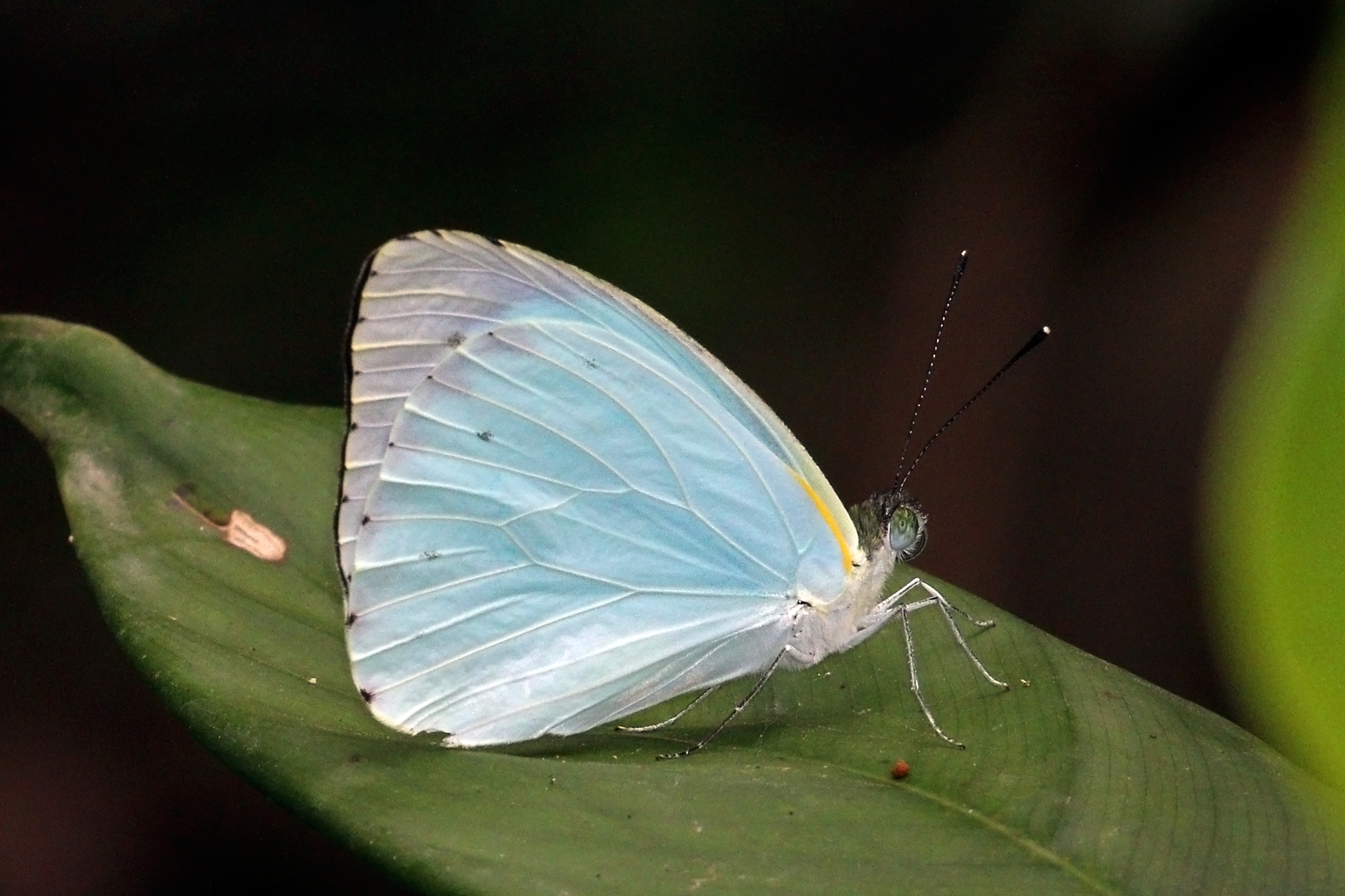 Cambridge vagrant (Nepheronia thalassina thalassina) male