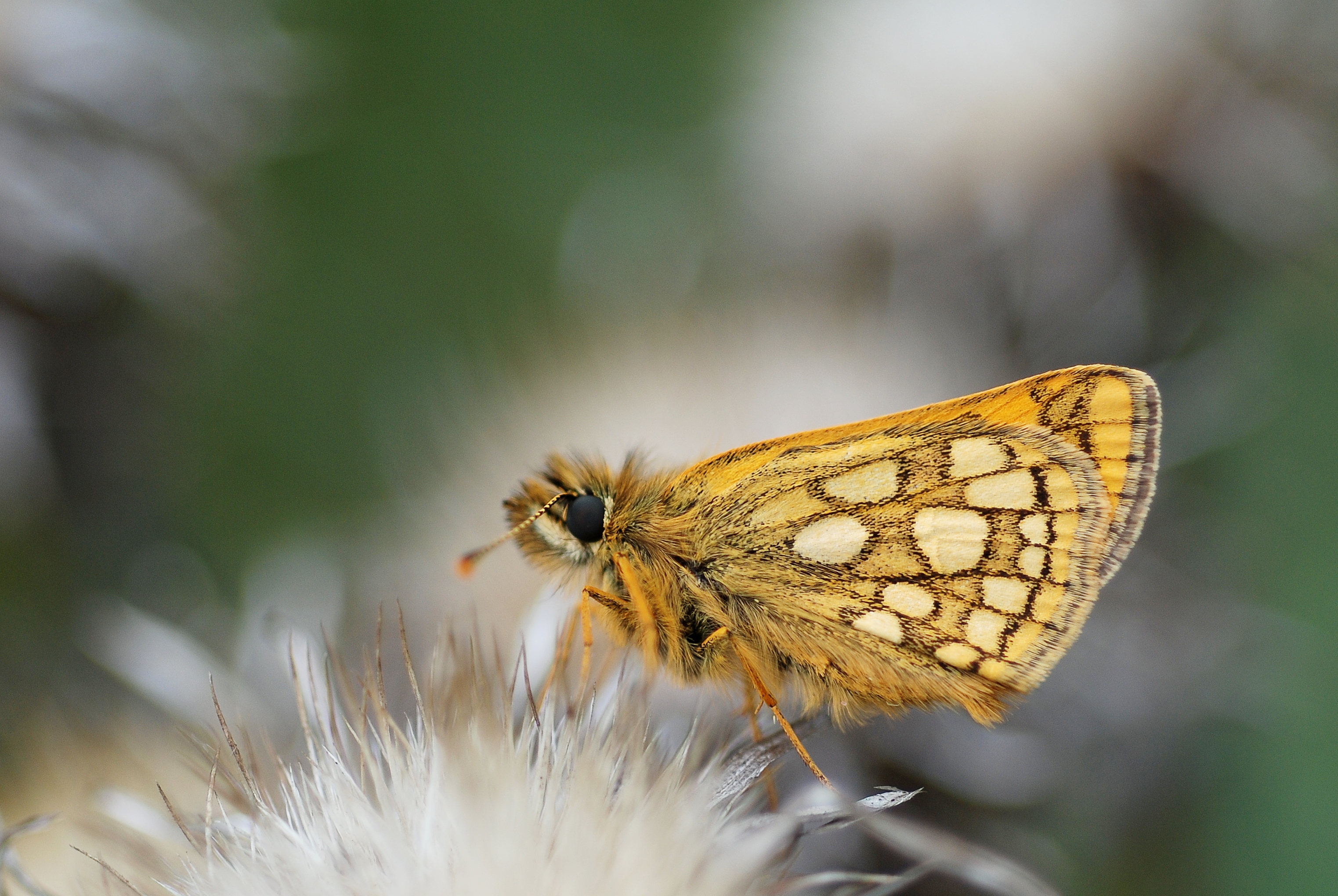 Carterocephalus palaemon (4725387118)