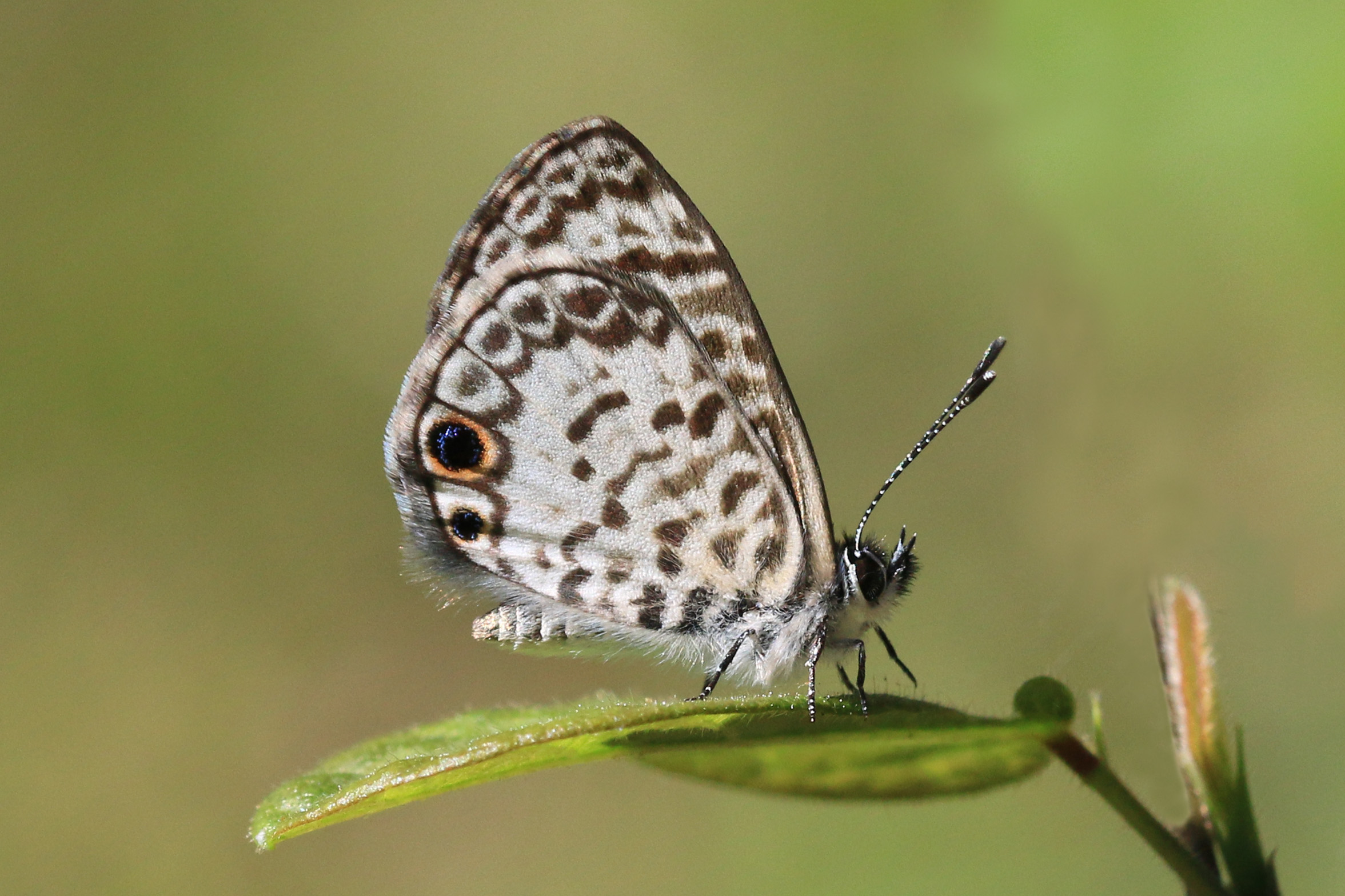 Cassius blue (Leptotes cassius theonus) underside