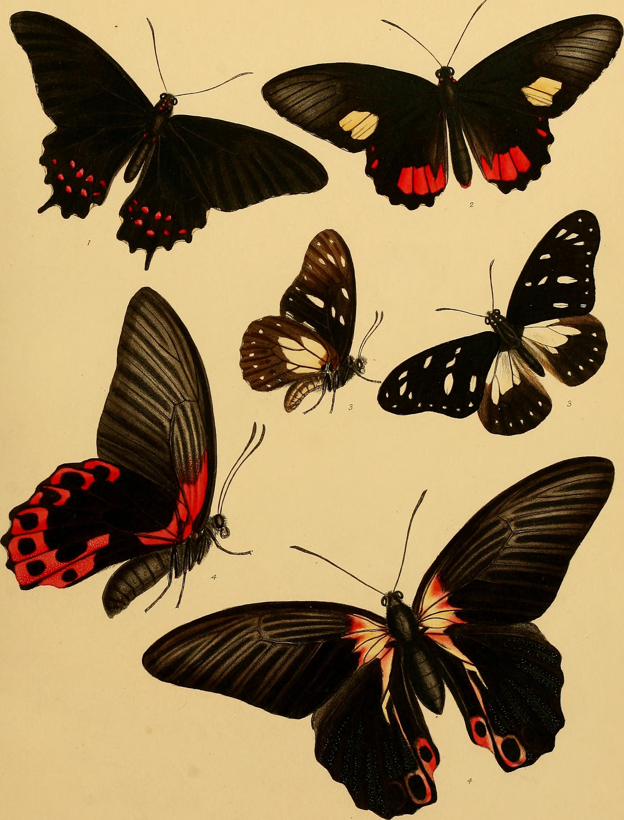Catalogue of lepidopterous insects in the collection of the British Museum (1852) (14578985730)