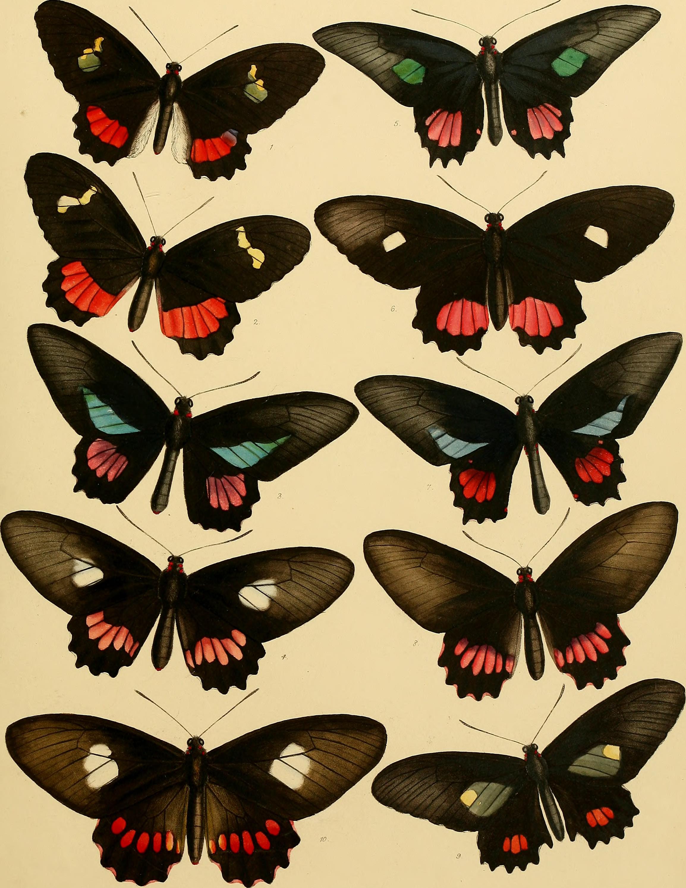 Catalogue of lepidopterous insects in the collection of the British Museum (1852) (14578987270)