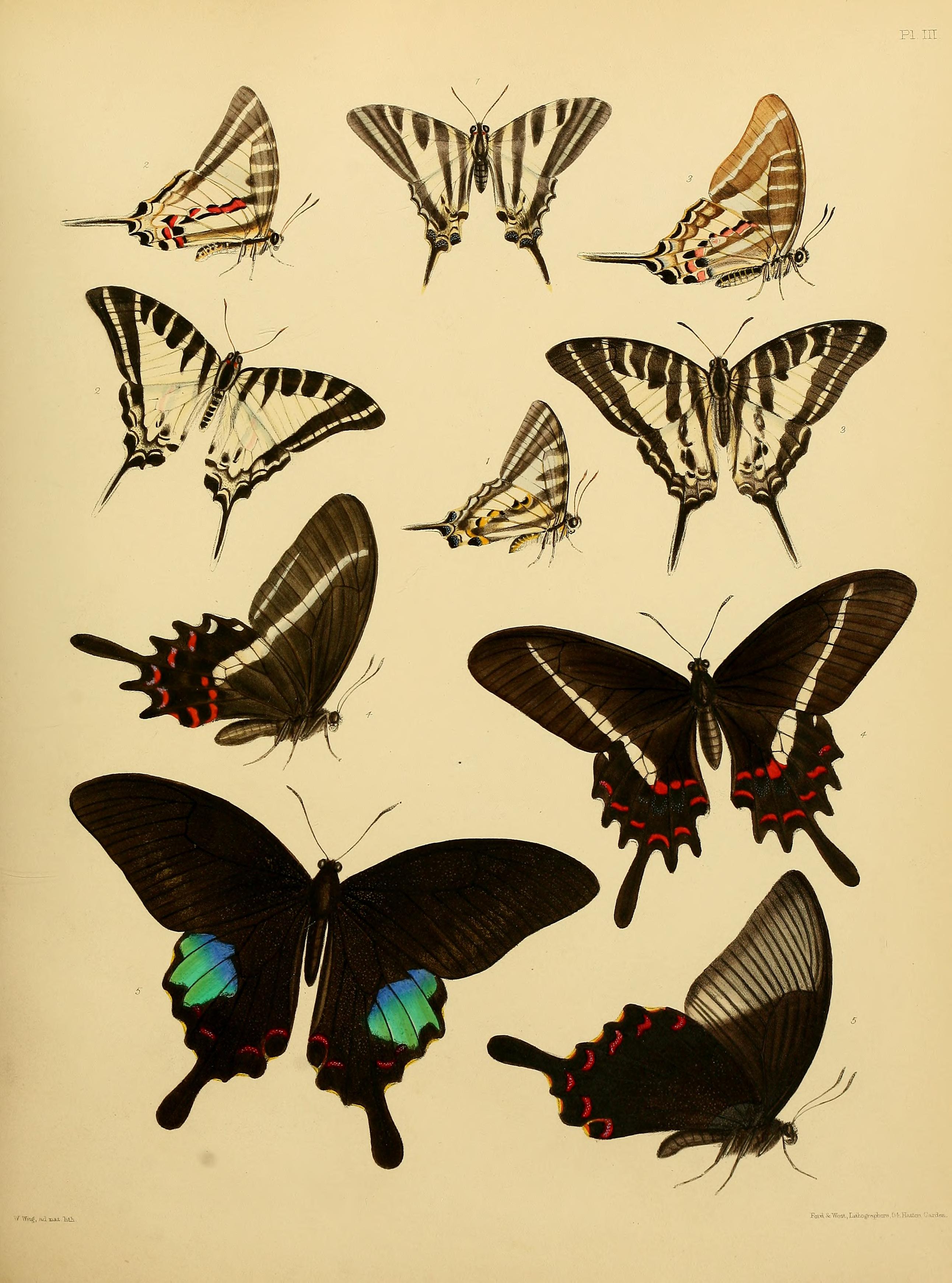 Catalogue of lepidopterous insects in the collection of the British Museum (Plate III) BHL32540101