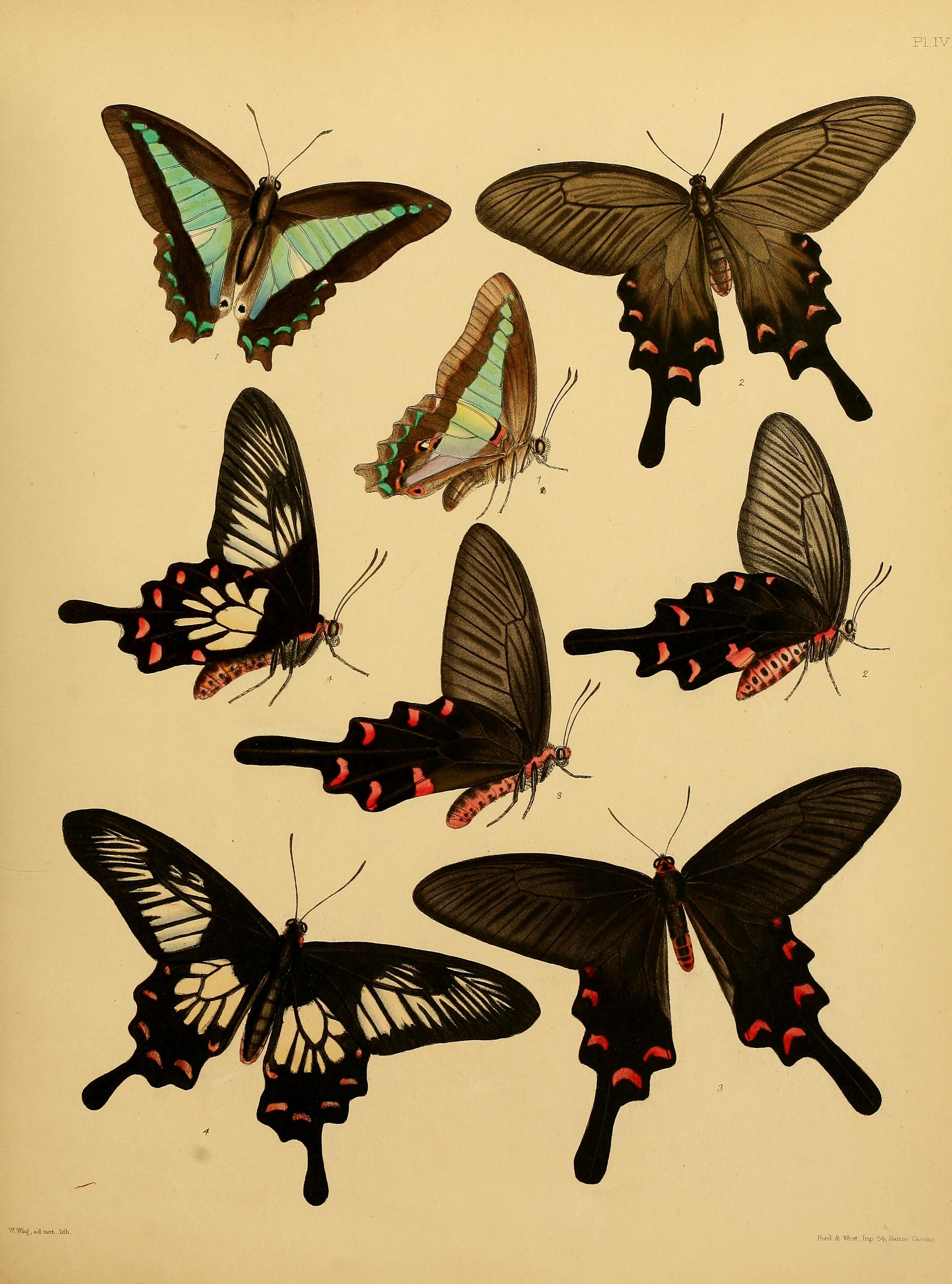 Catalogue of lepidopterous insects in the collection of the British Museum (Plate IV) BHL32540103