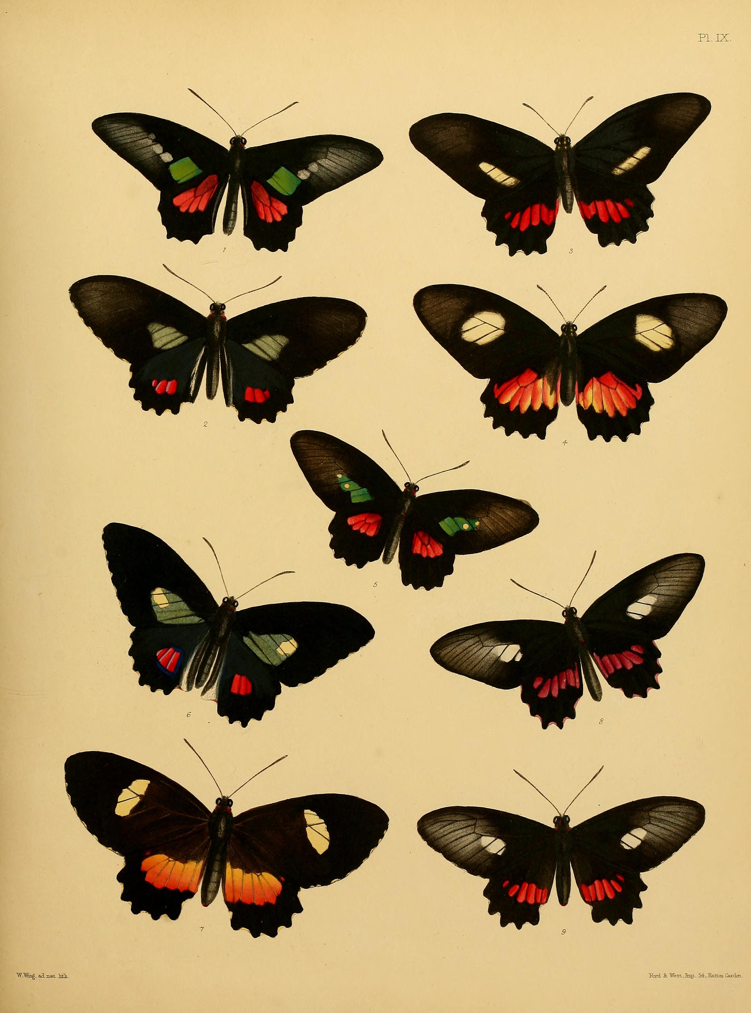 Catalogue of lepidopterous insects in the collection of the British Museum (Plate IX) BHL32540113