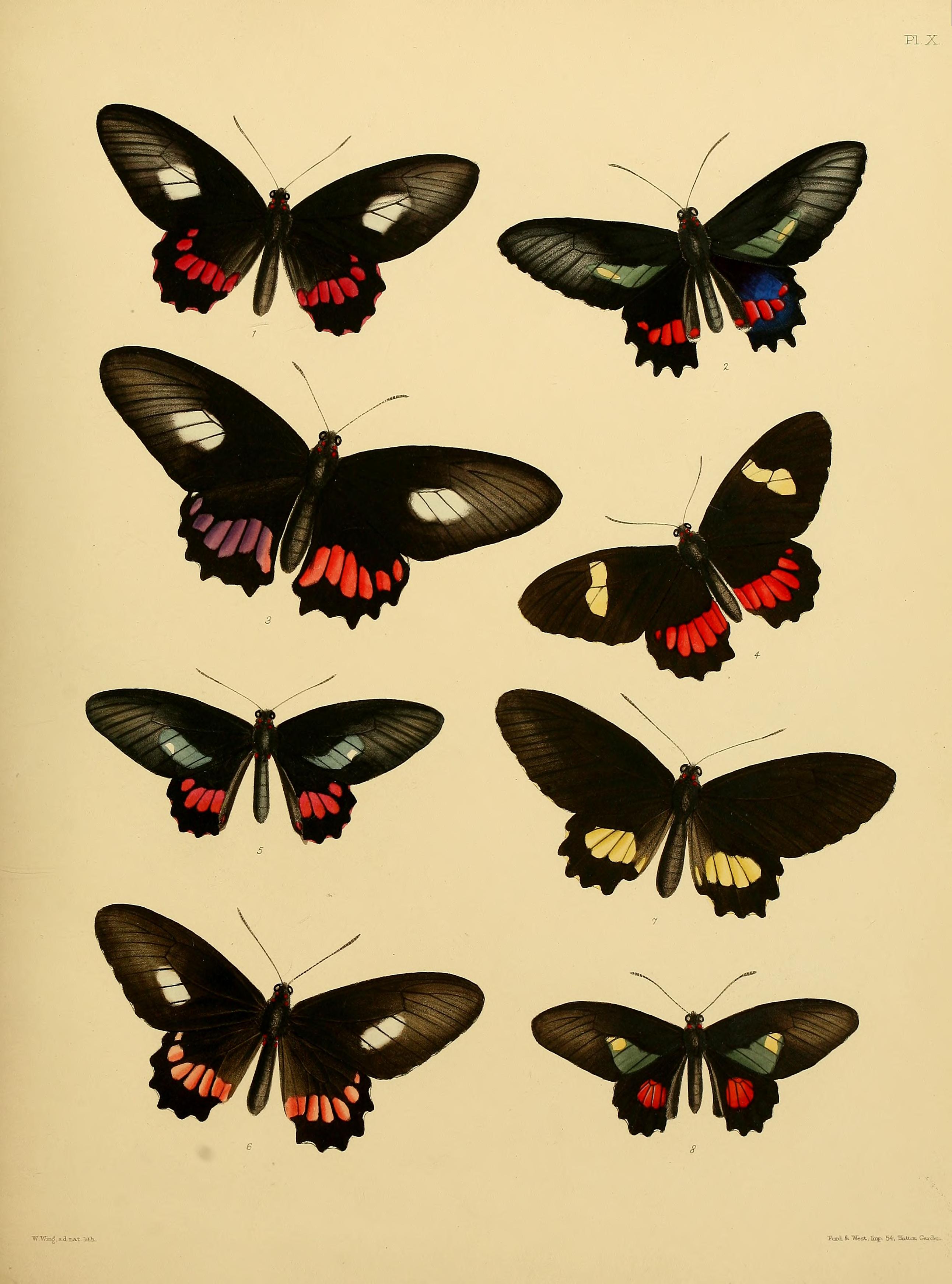 Catalogue of lepidopterous insects in the collection of the British Museum (Plate X) BHL32540115