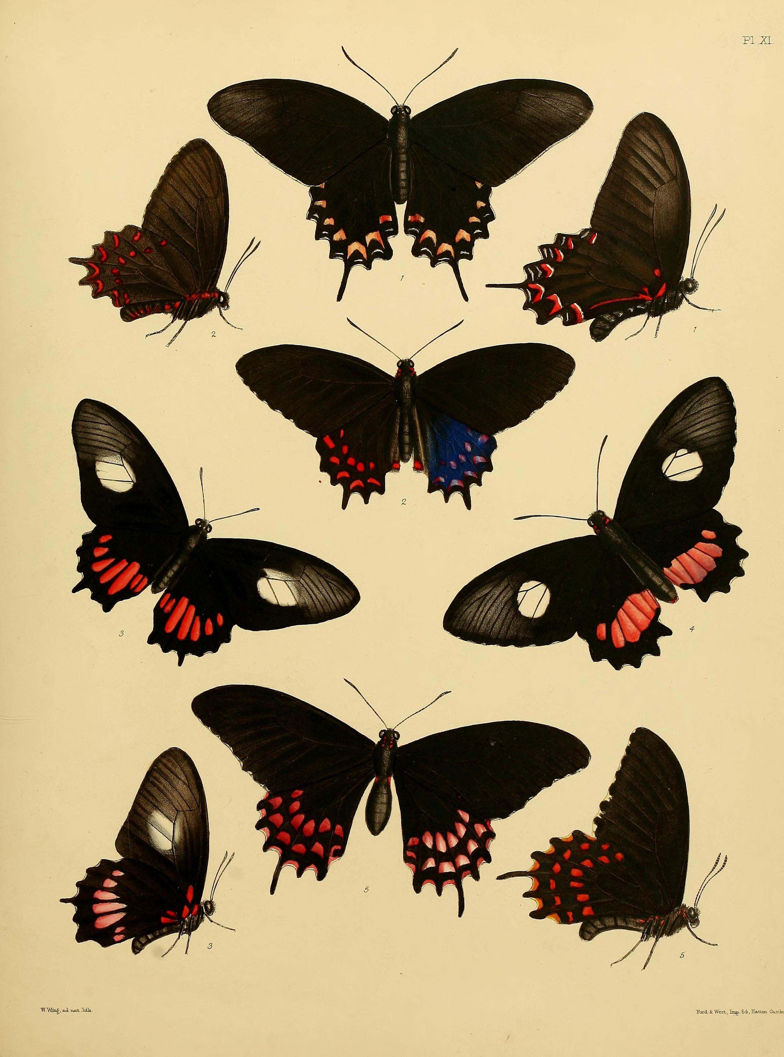Catalogue of lepidopterous insects in the collection of the British Museum (Plate XI) BHL32540119