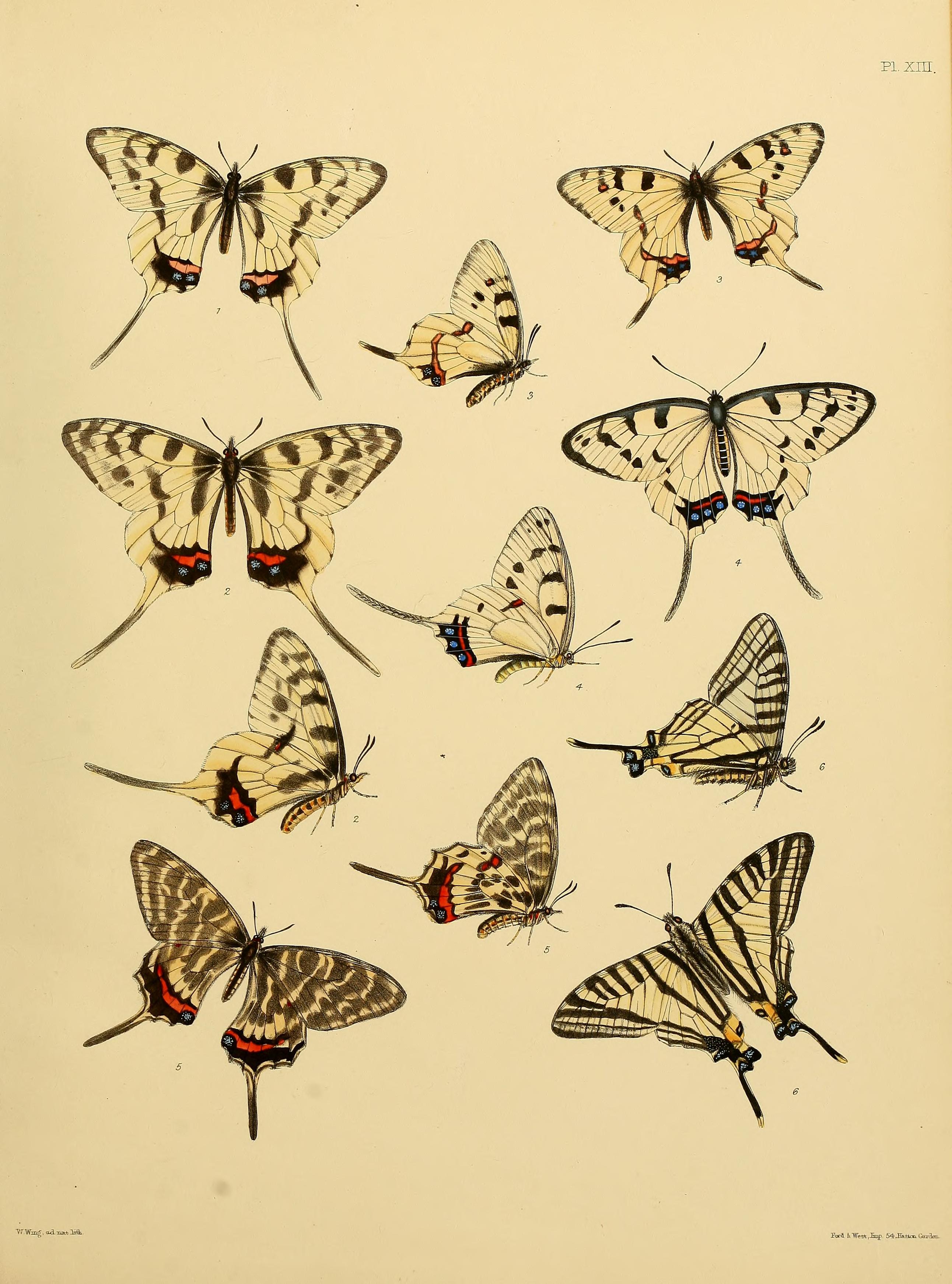 Catalogue of lepidopterous insects in the collection of the British Museum (Plate XIII) BHL32540123