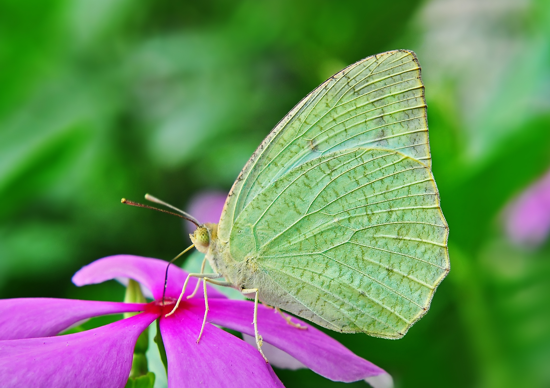 Catopsilia pyranthe male, Burdwan, West Bengal, India 14 09 2012