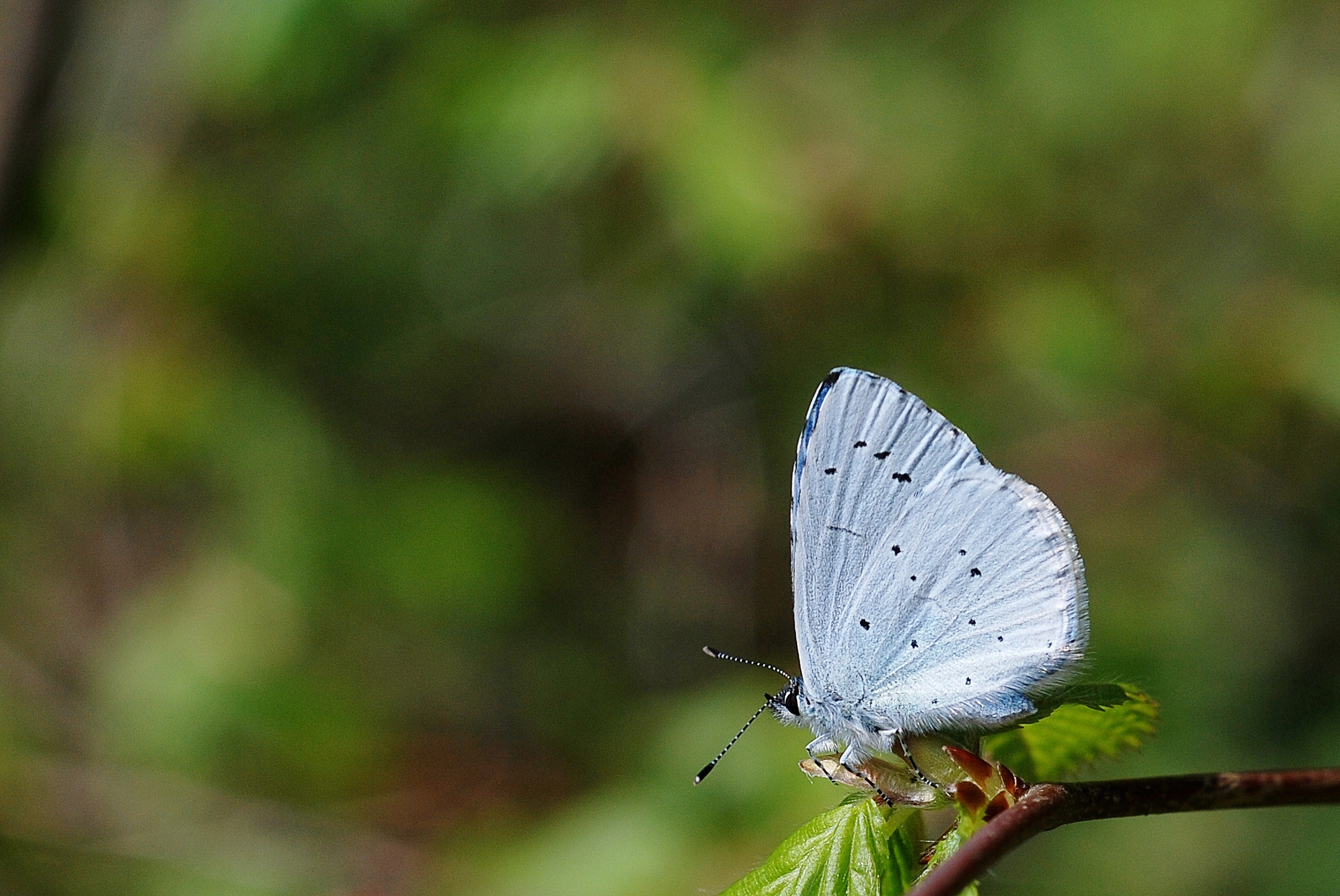 Celastrina argiolus (3596988816)