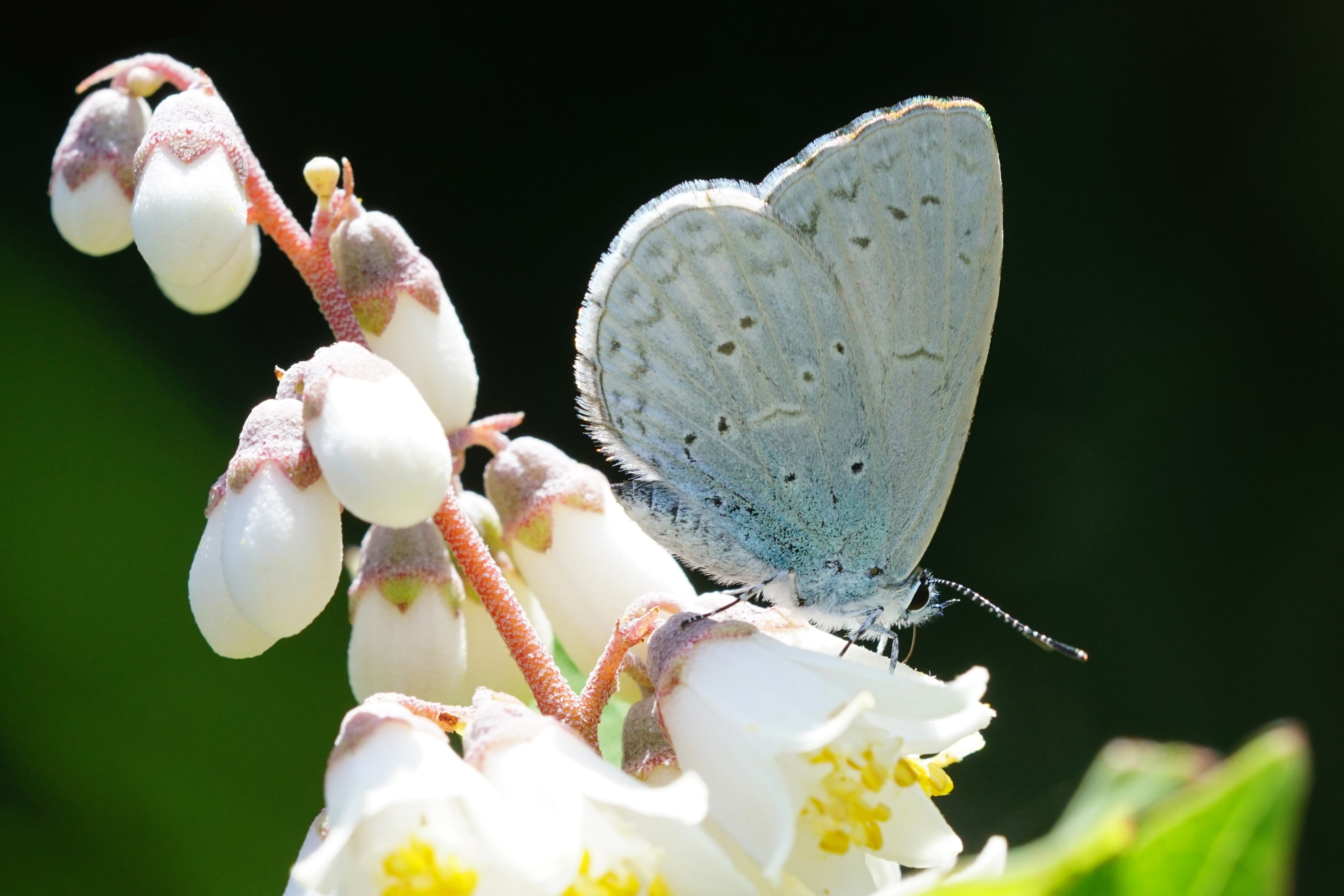 Celastrina oreas arisana ventral view 20150517