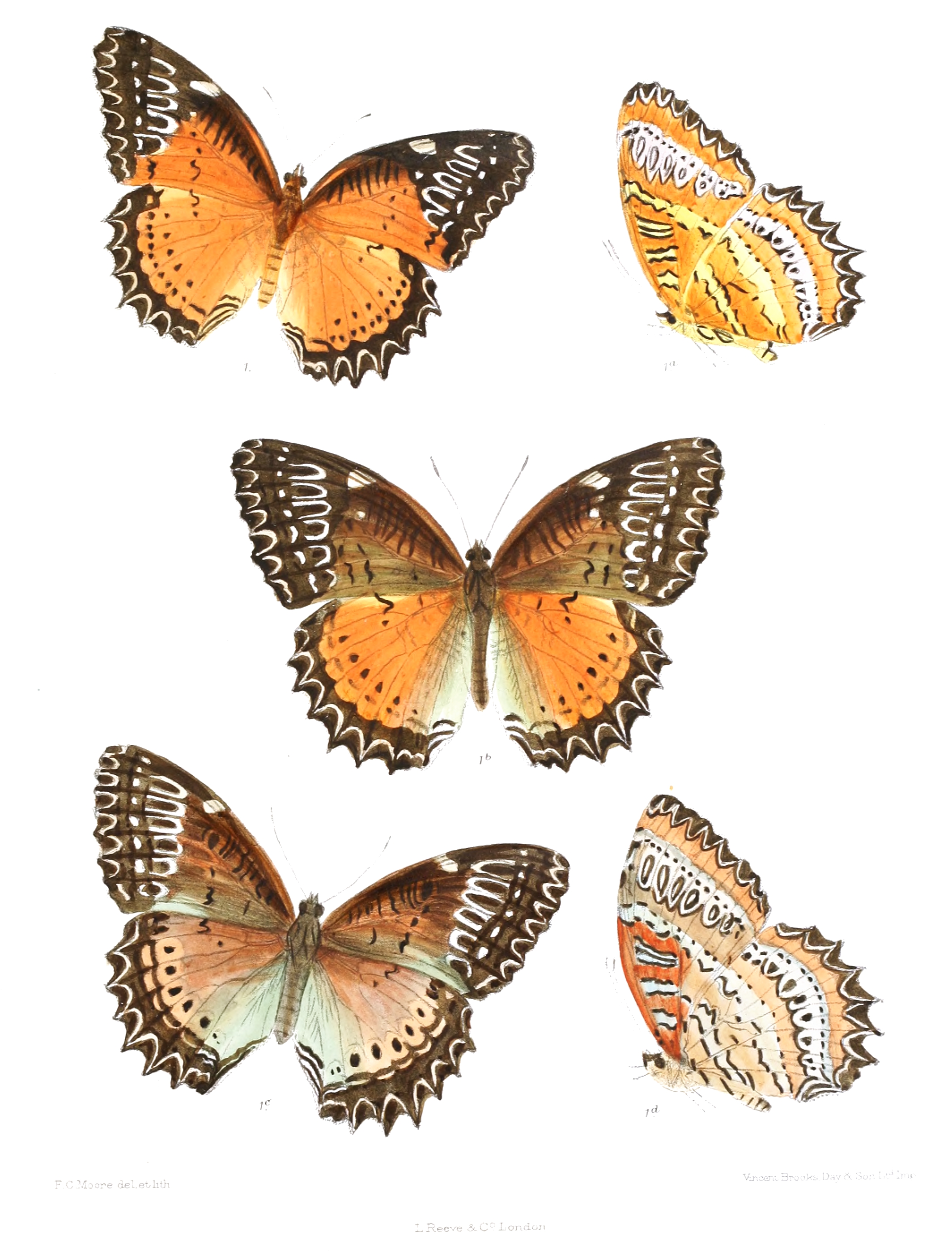 CethosiaBiblis 352
