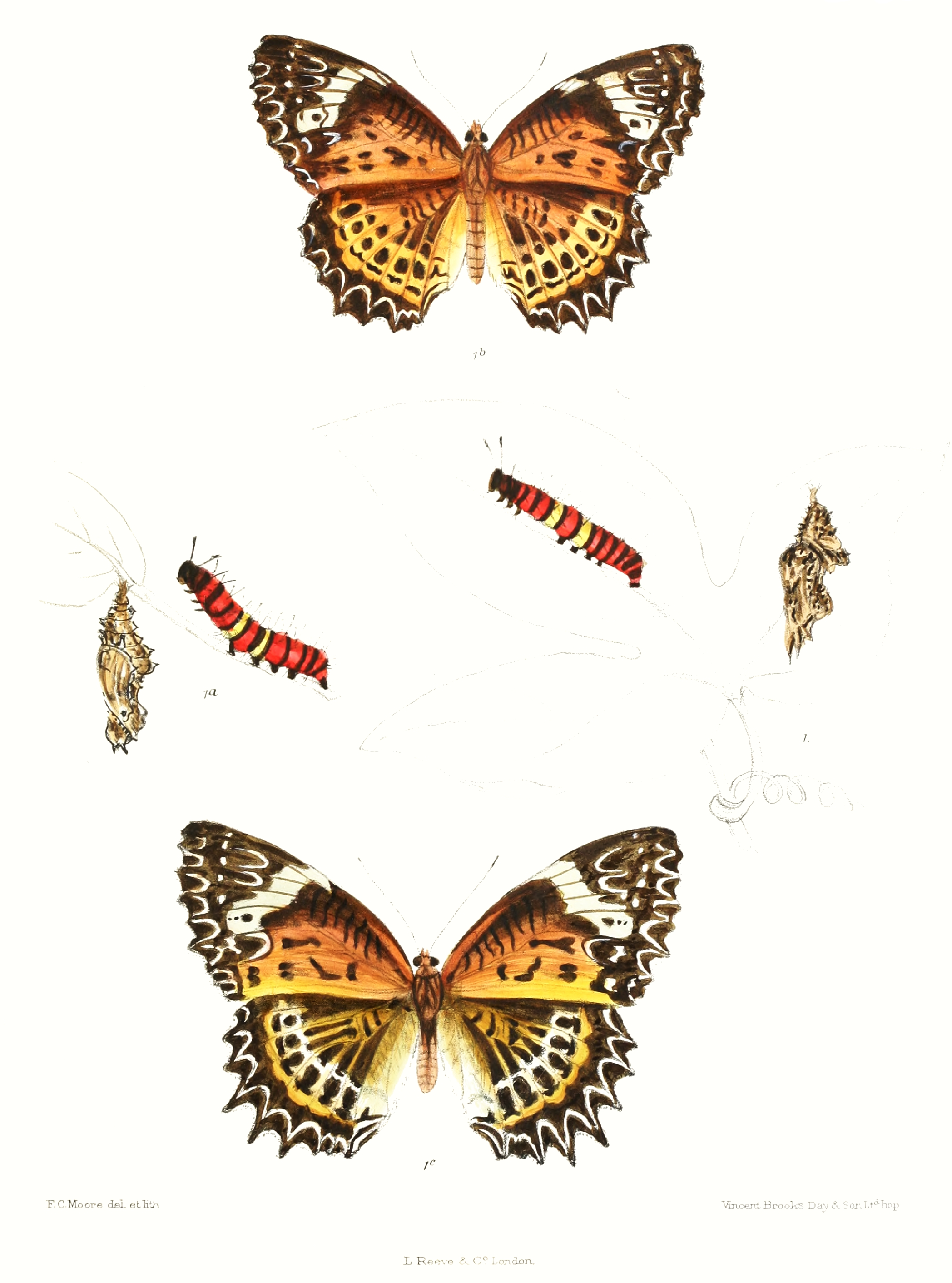 CethosiaMahratta 350
