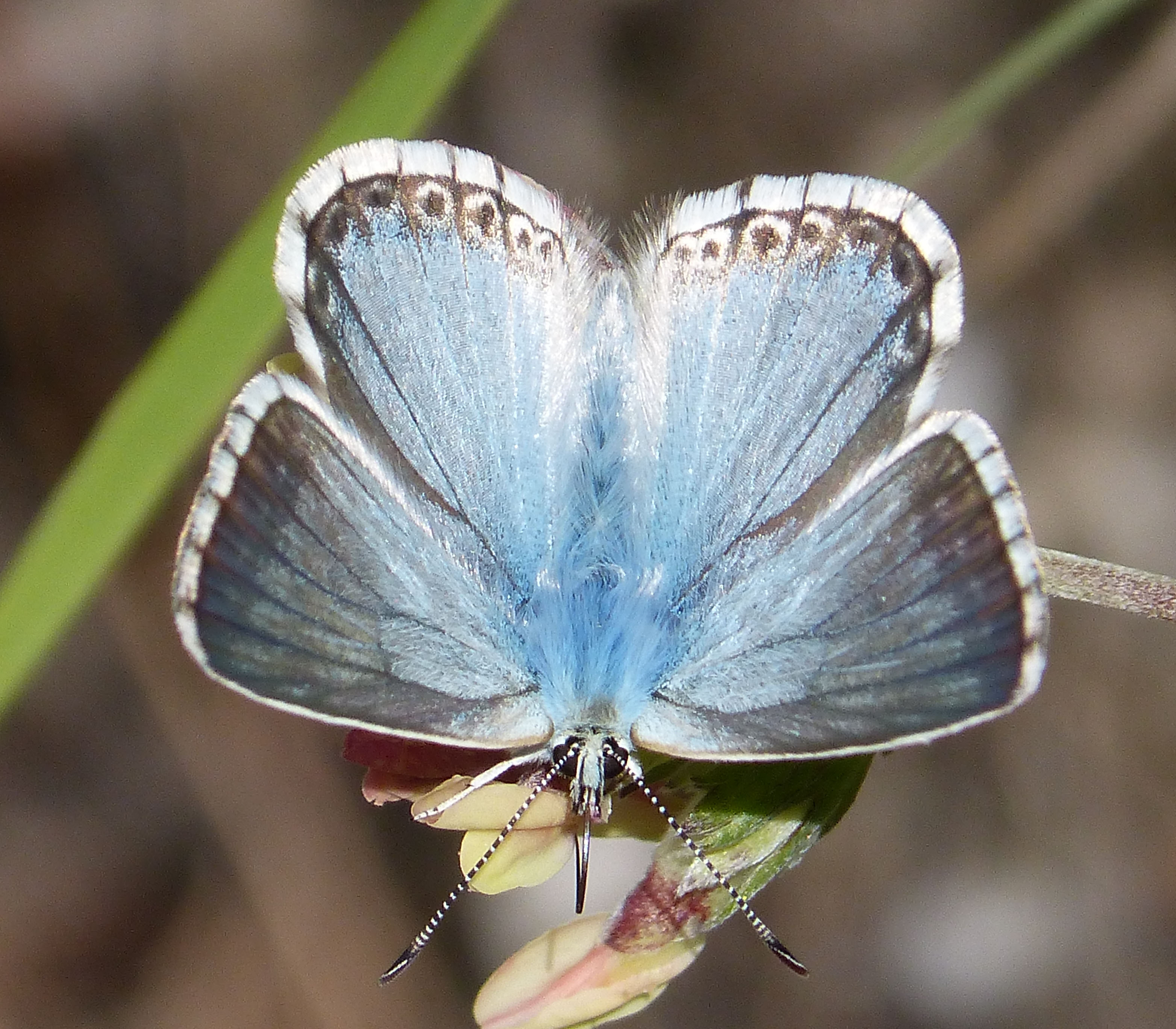 Chalkhill Blue. Lysandra coridon... (16028037839)