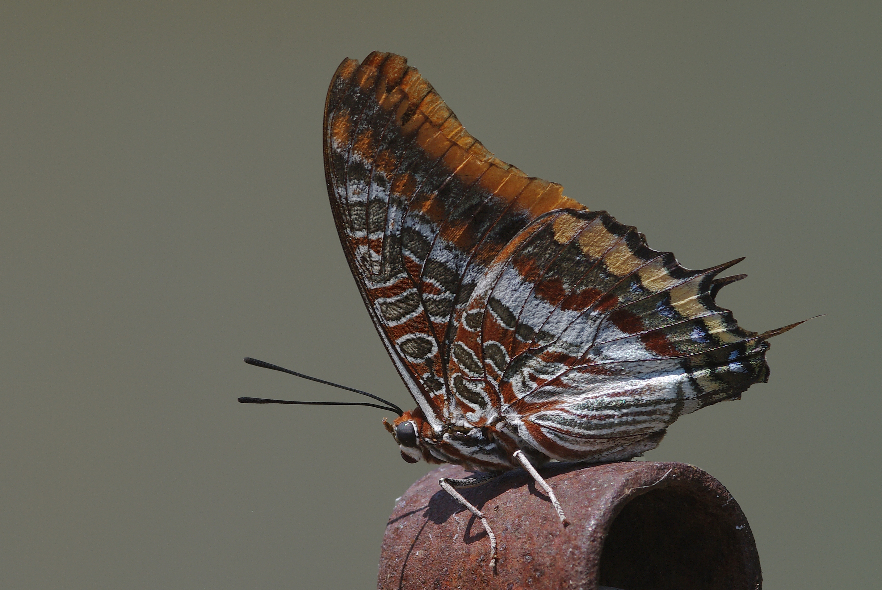 Charaxes jasius - Two-tailed Pasha 01