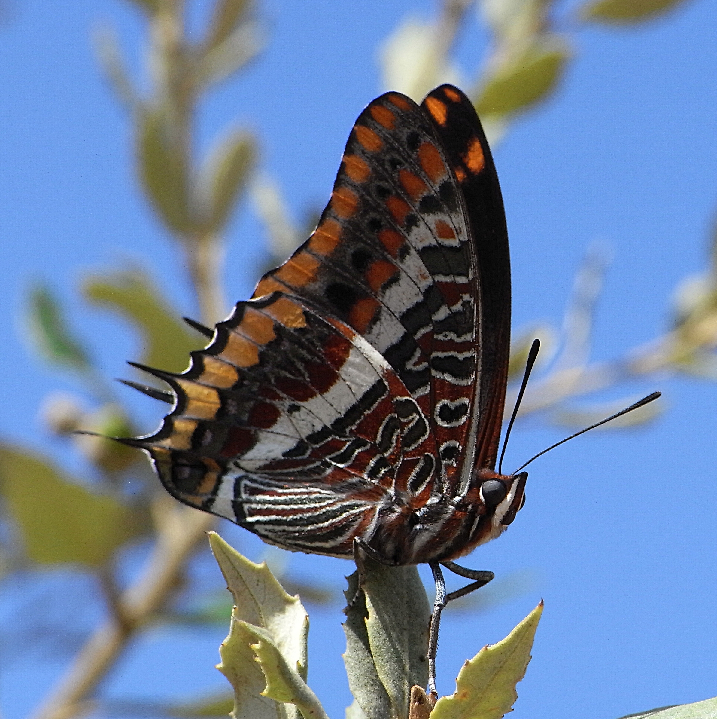 Charaxes jasius bl1