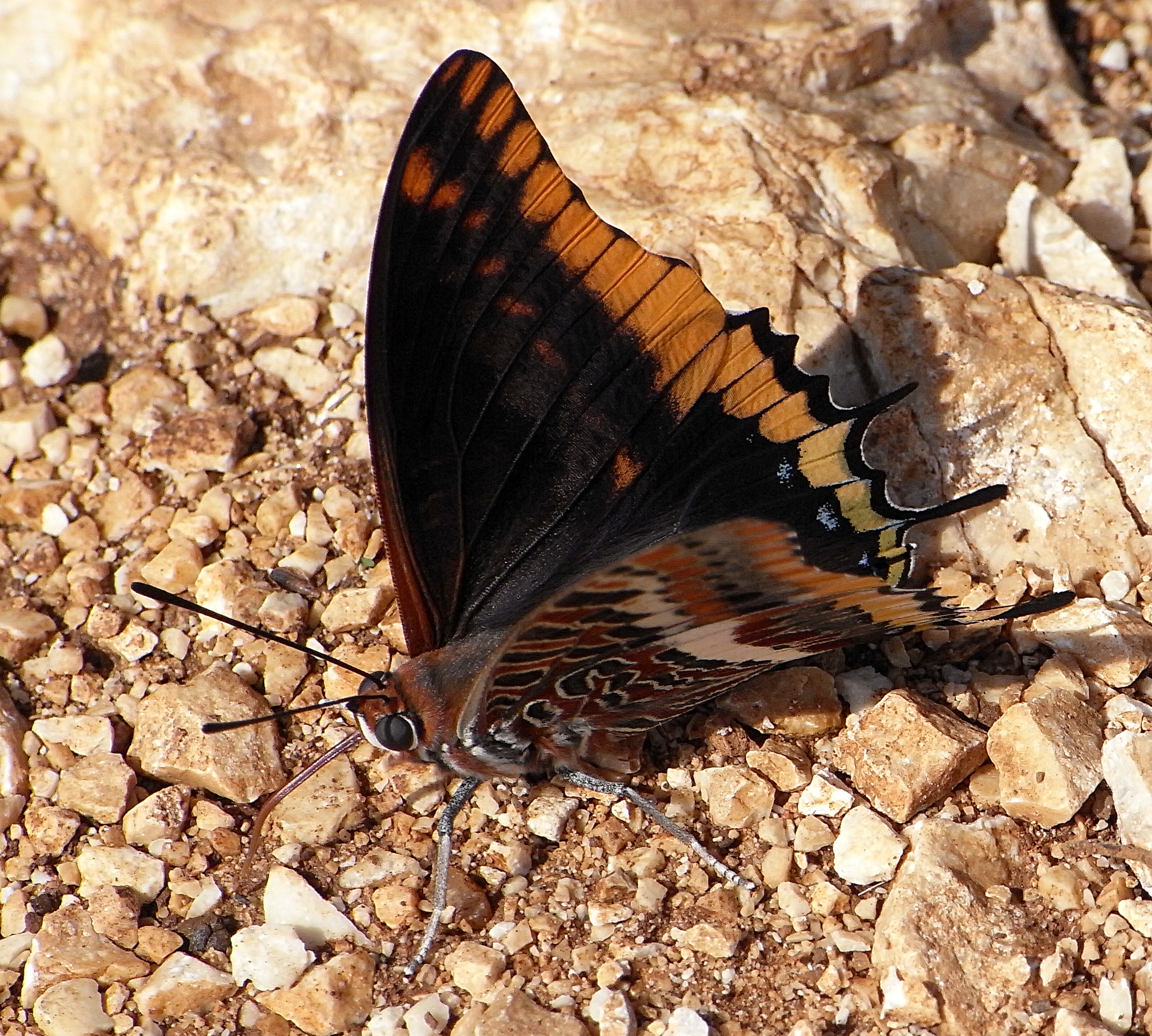 Charaxes jasius bl3