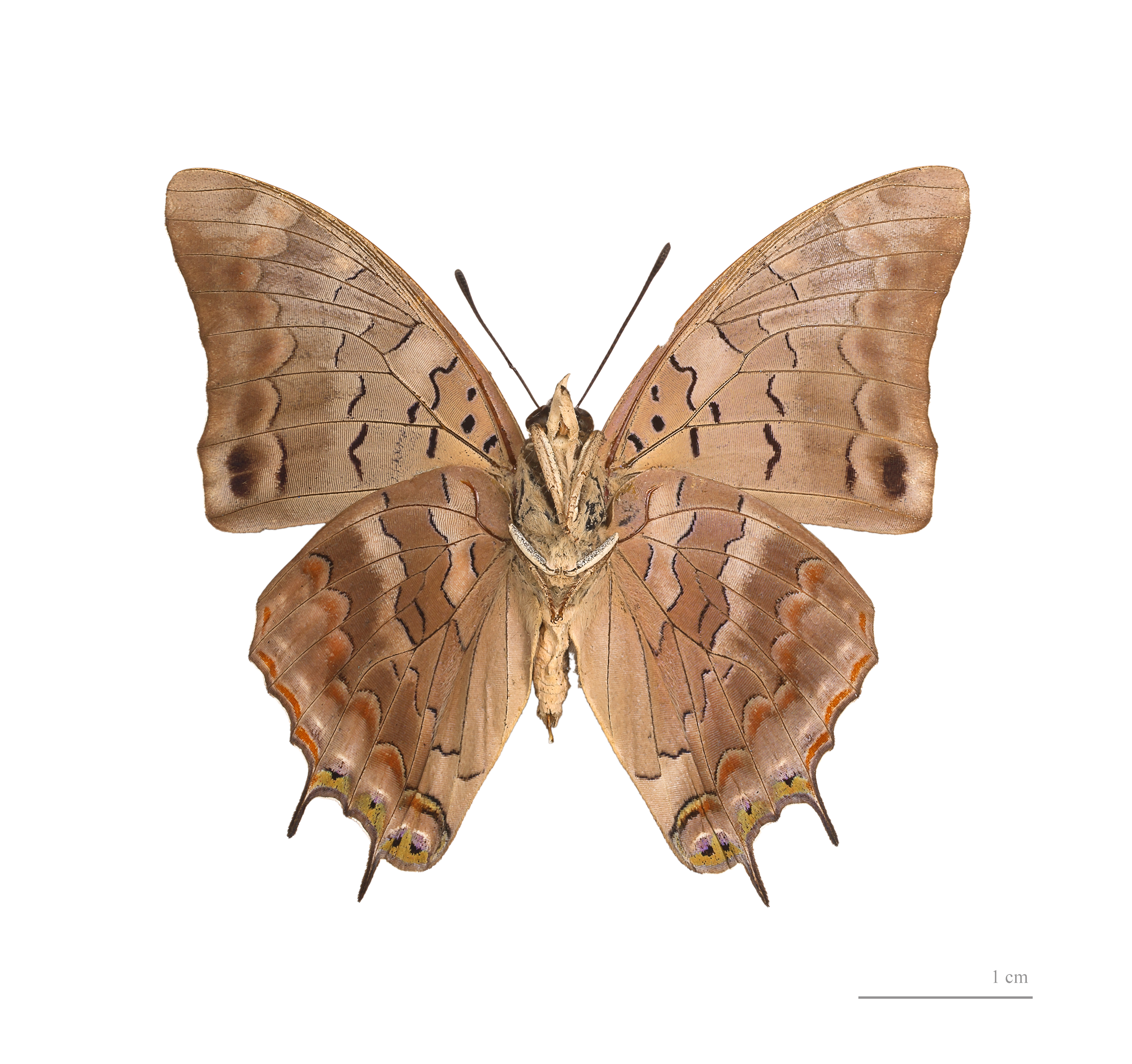 Charaxes kheili MHNT ventre