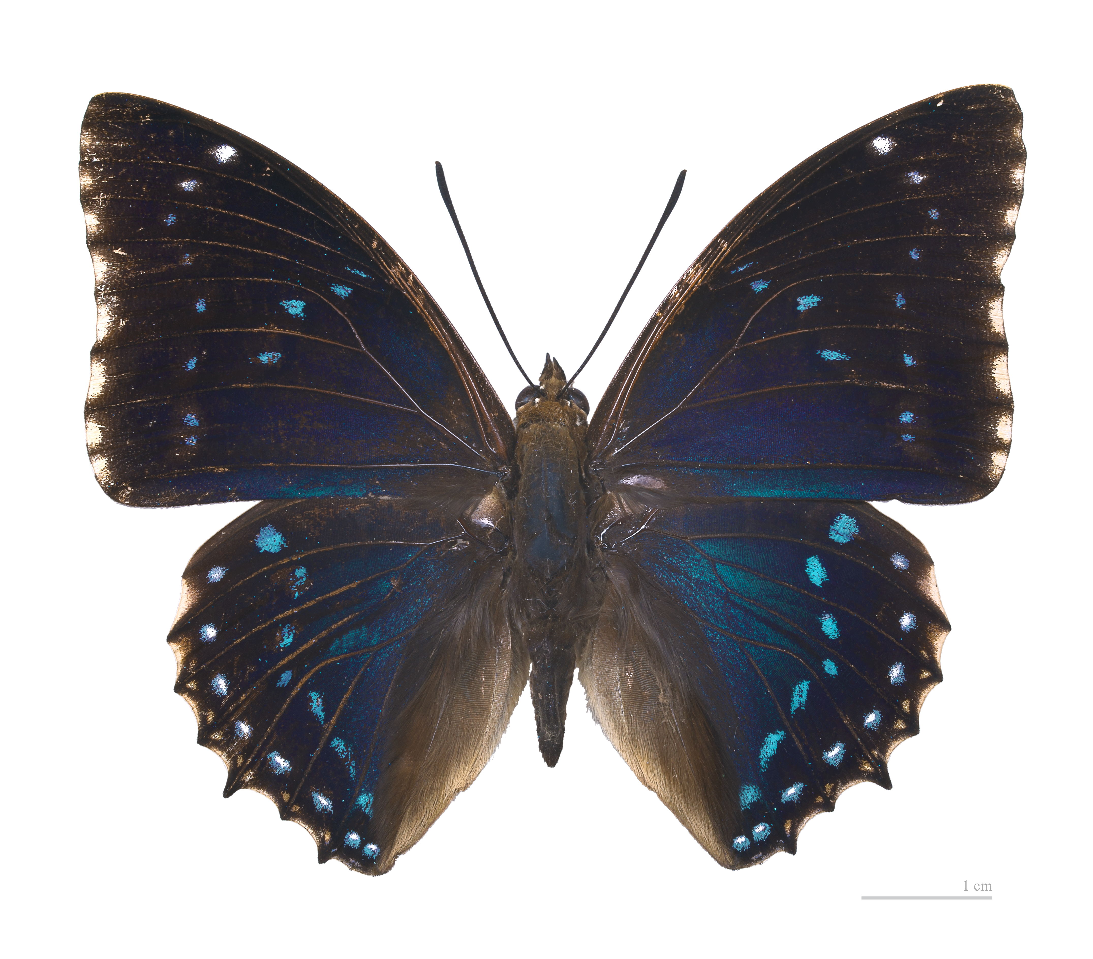 Charaxes numenes MHNT male dos