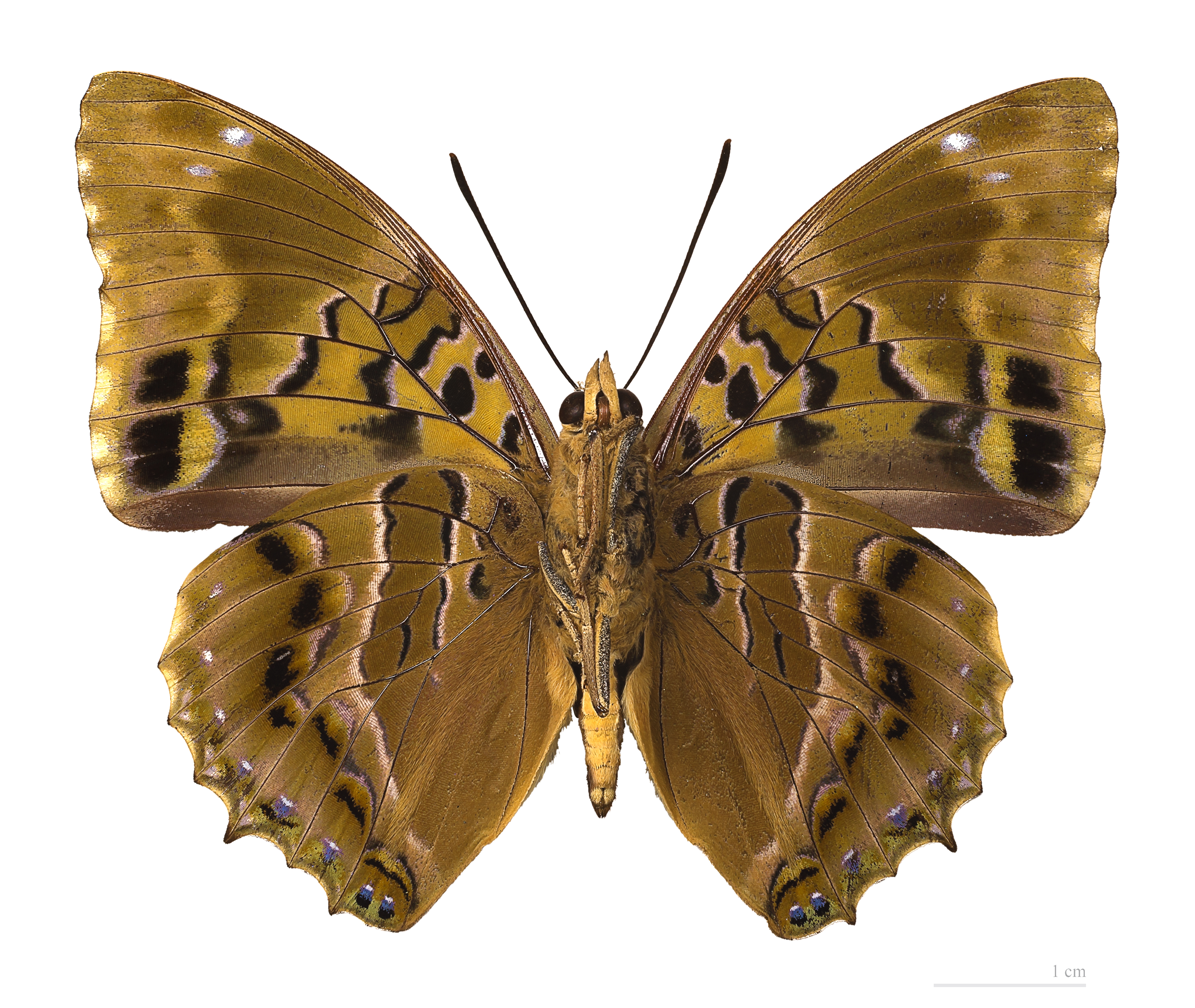 Charaxes numenes MHNT male ventre