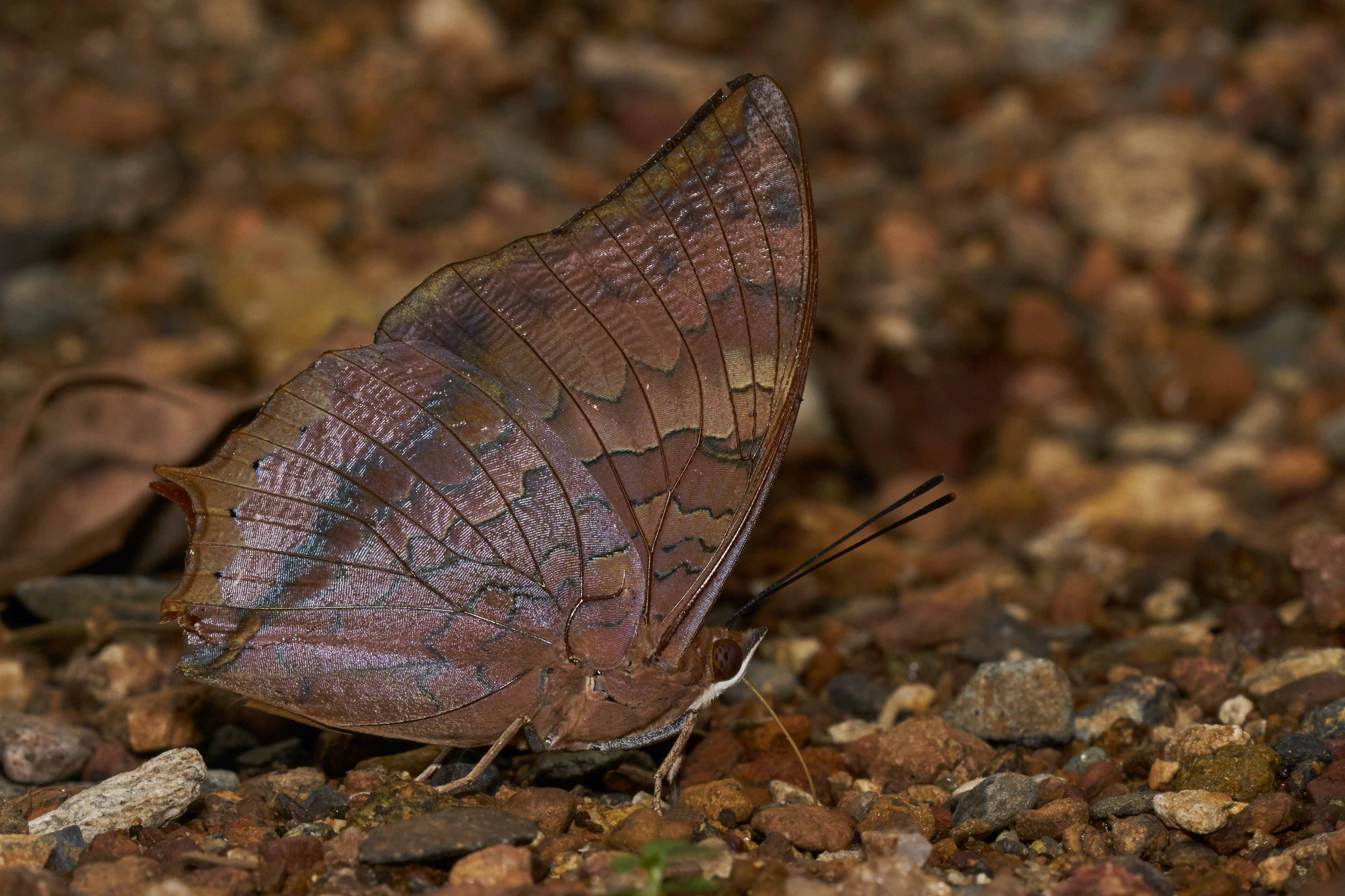 Charaxes psaphon-Aralam-2016-10-29-002