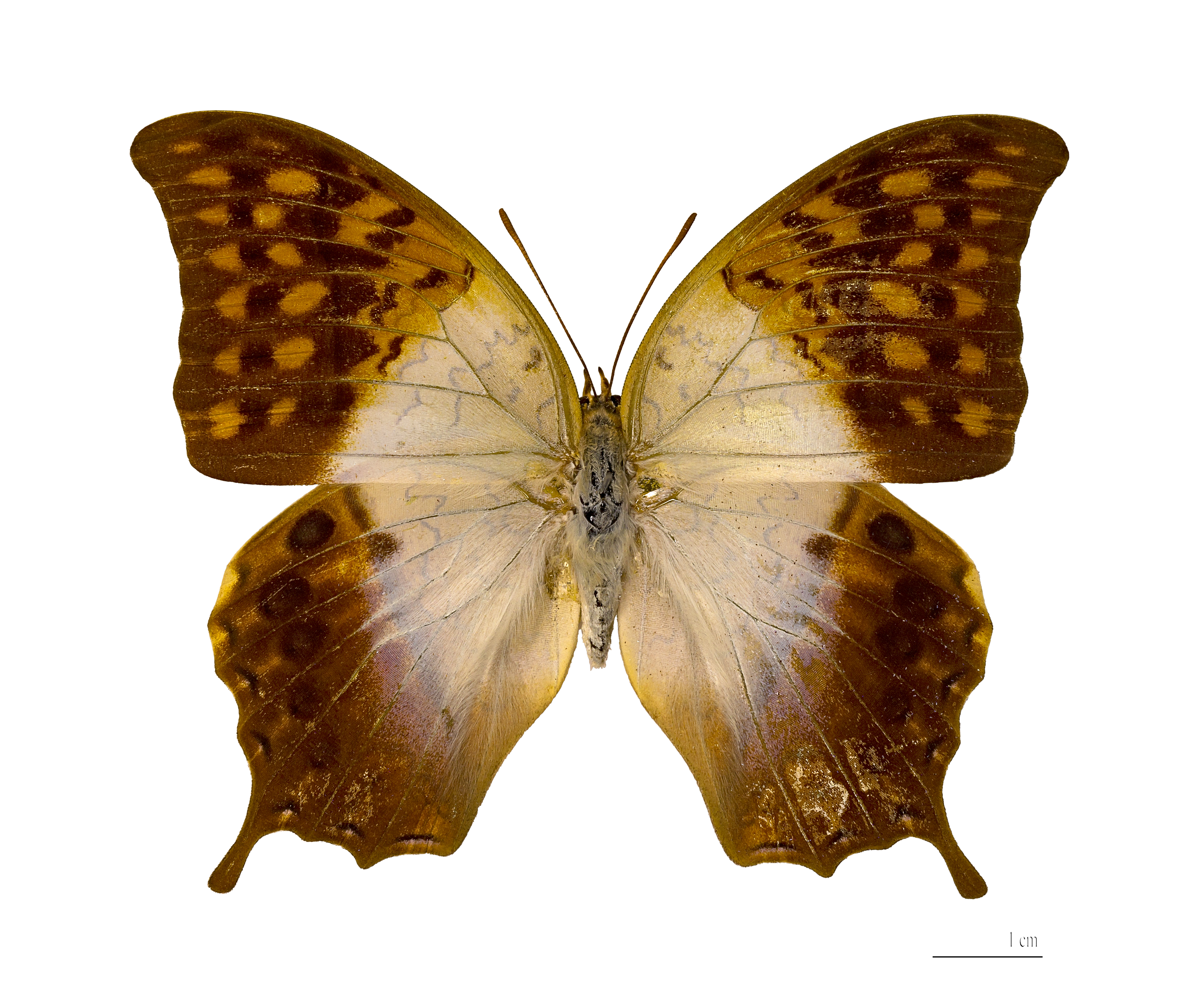 Charaxes varanes vologeses (Mâle) (face dorsale)