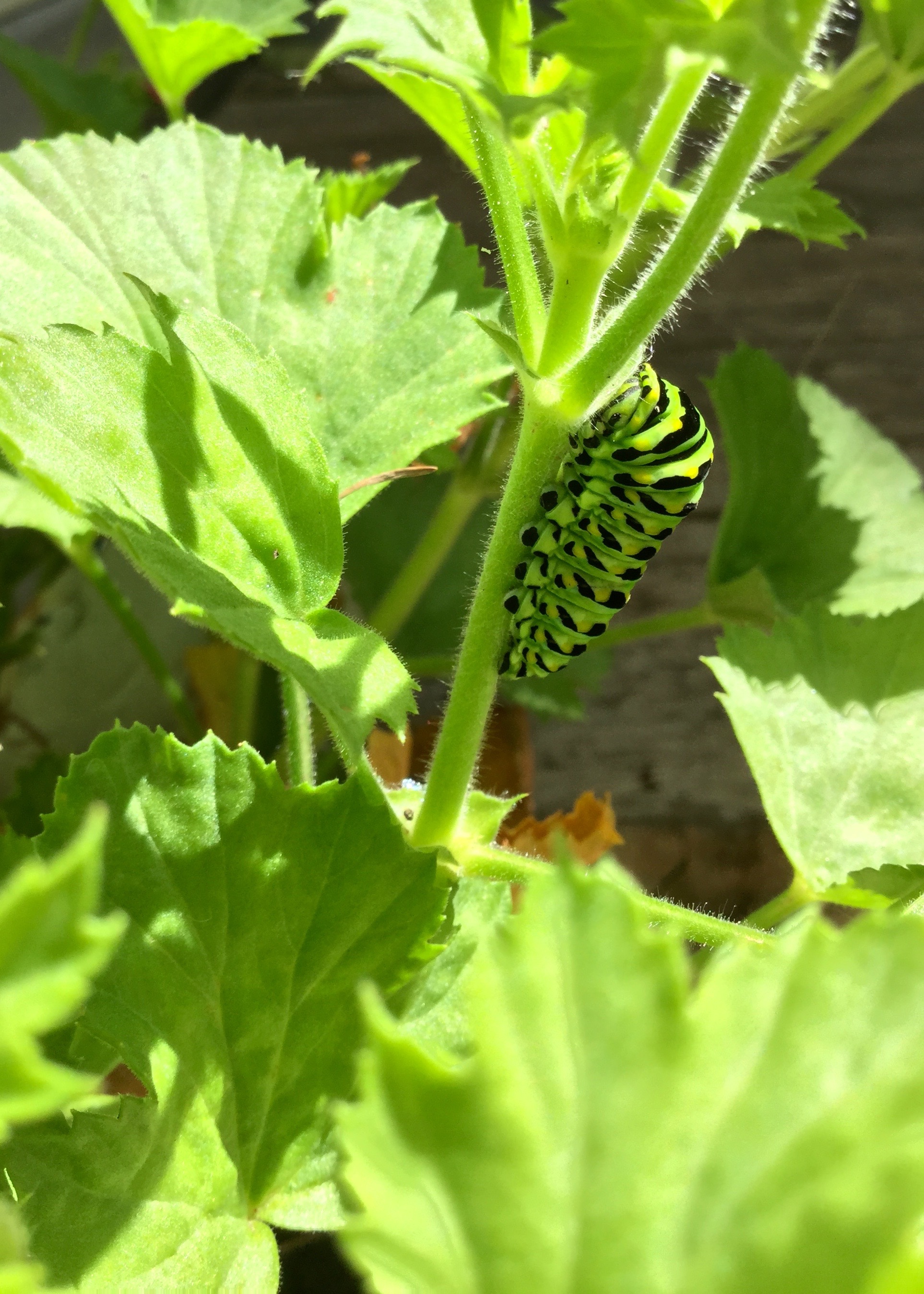 Chenille Papillon Polyxenes
