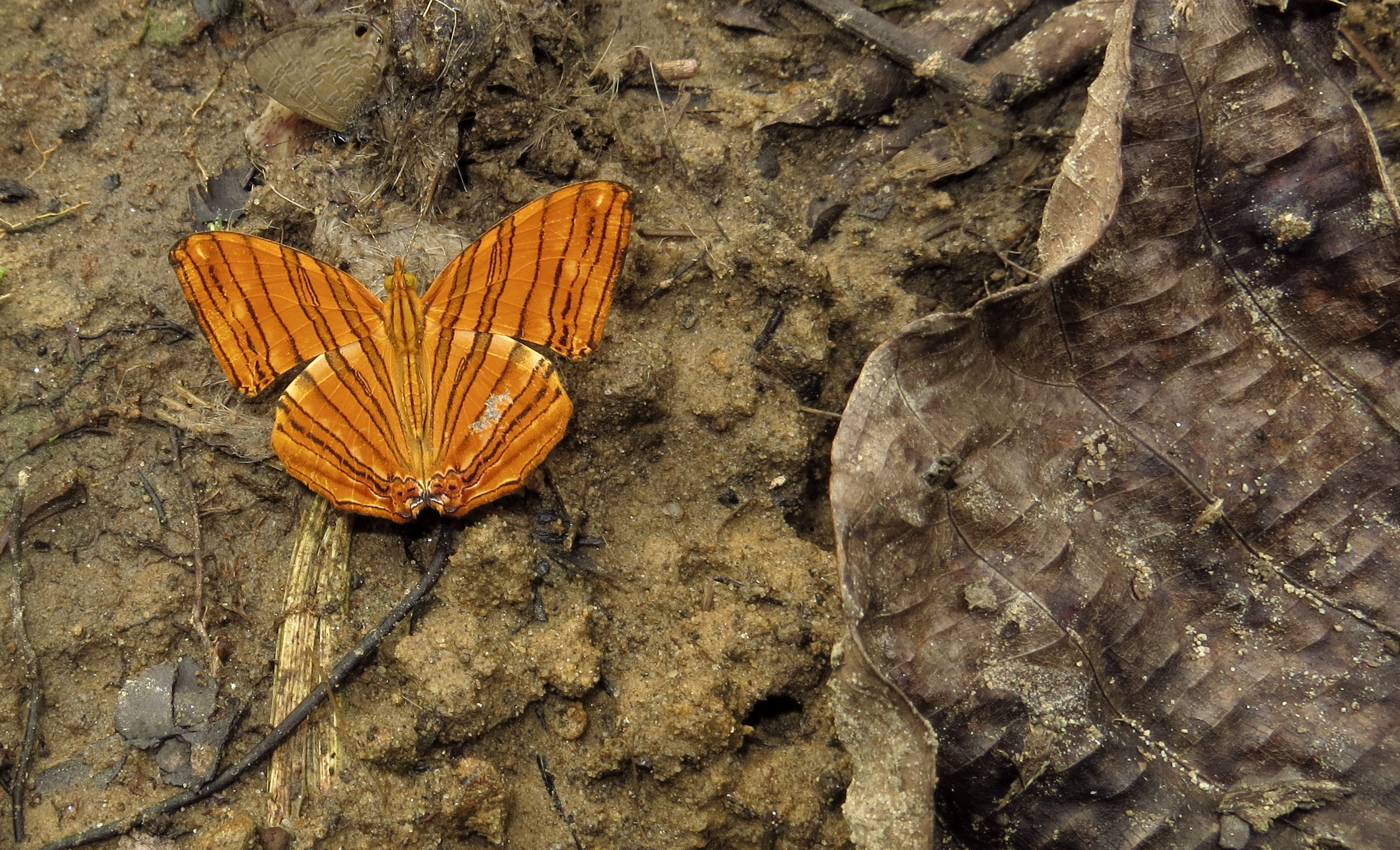 Chersonesia risa