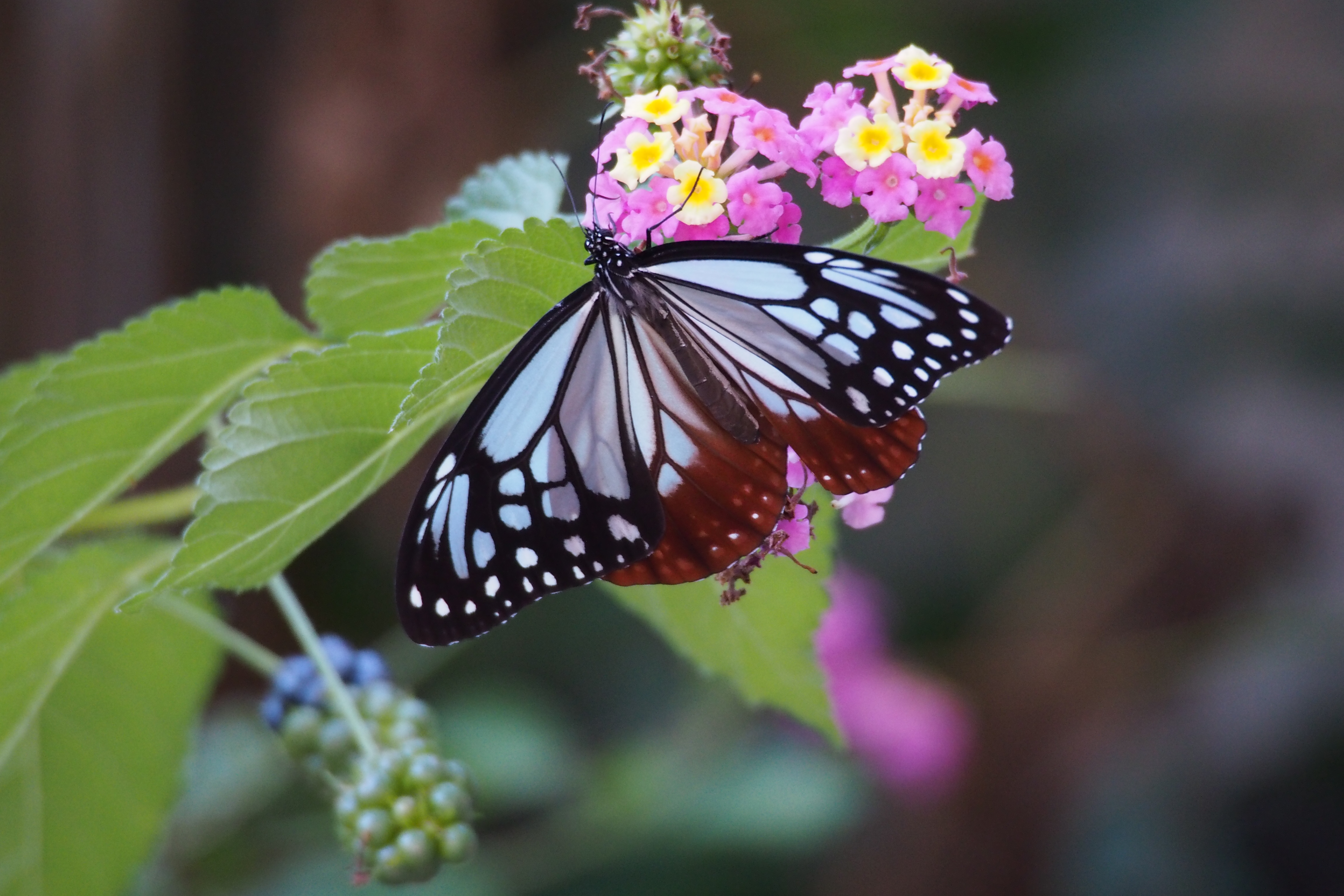 Chestnut Tiger (Parantica sita) (22246594939)