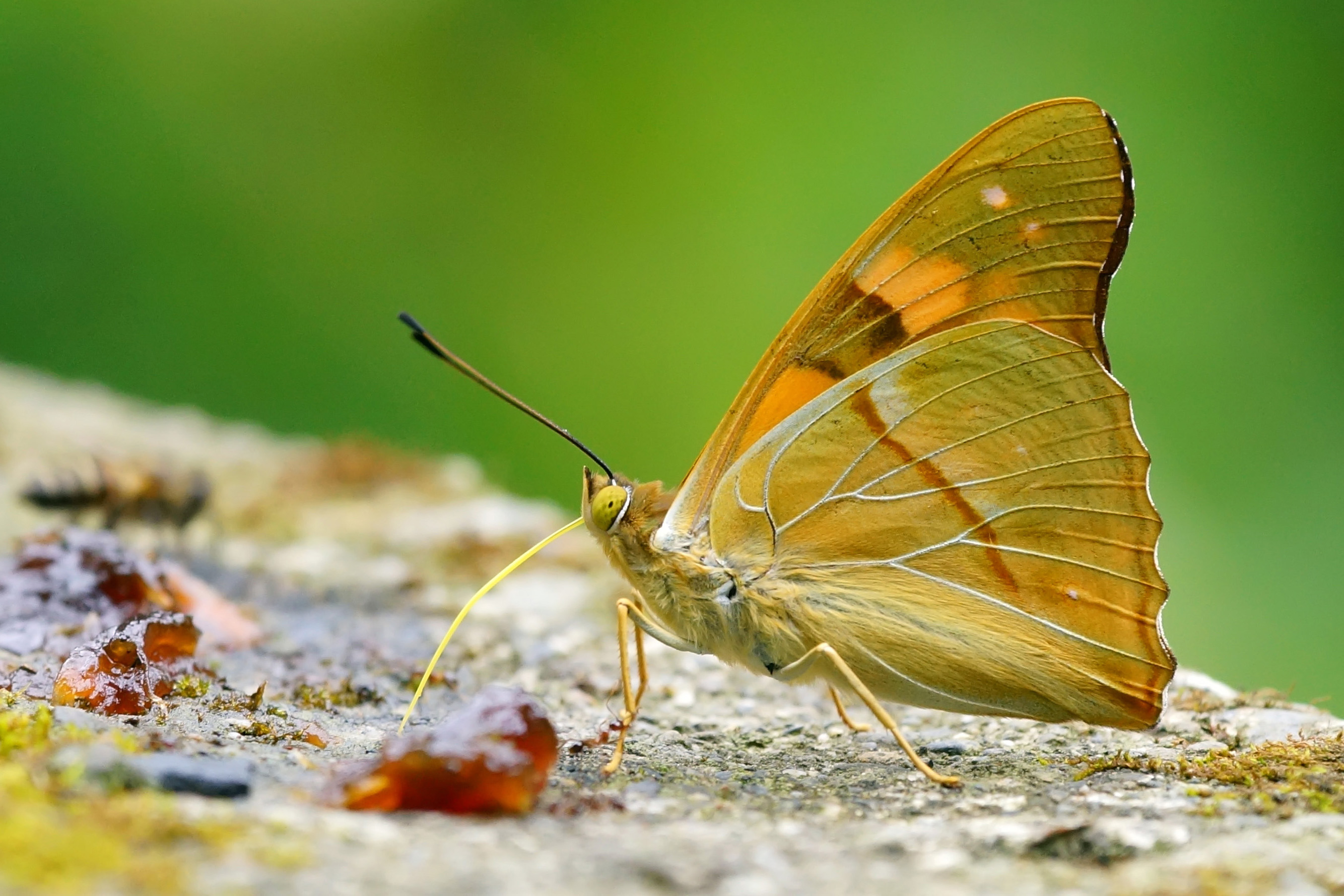 Chitoria ulupi arakii male 20140525