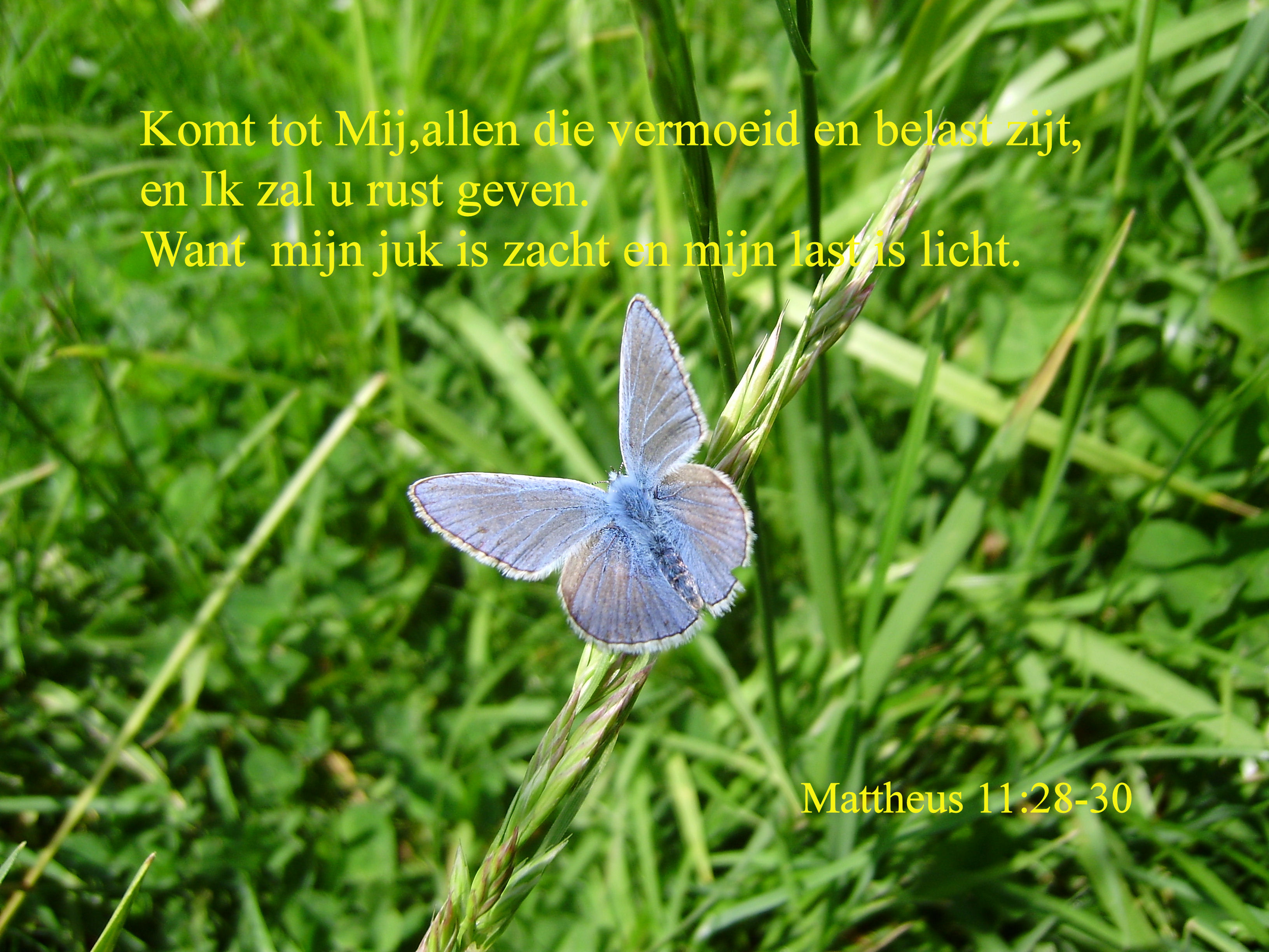 Chr (19)