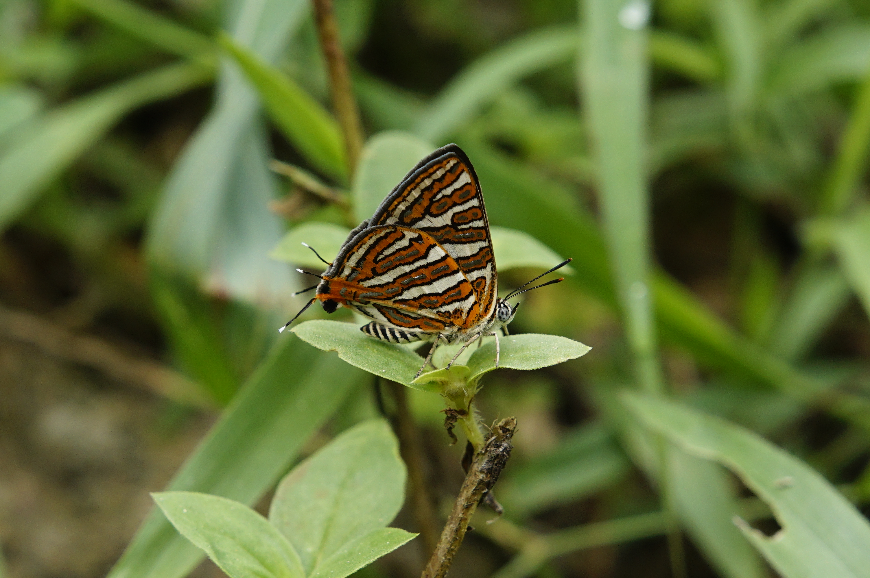 Cigaritis sp 8965